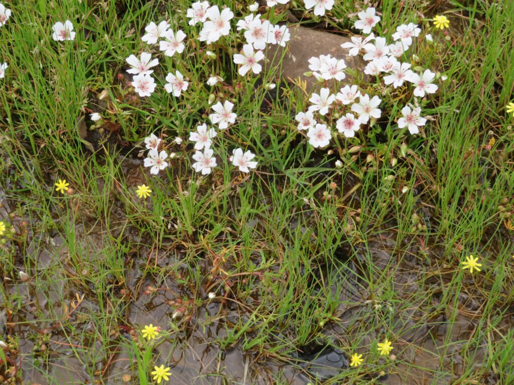 Rosy meadowfoam and yellow carpets. D. Ledger.