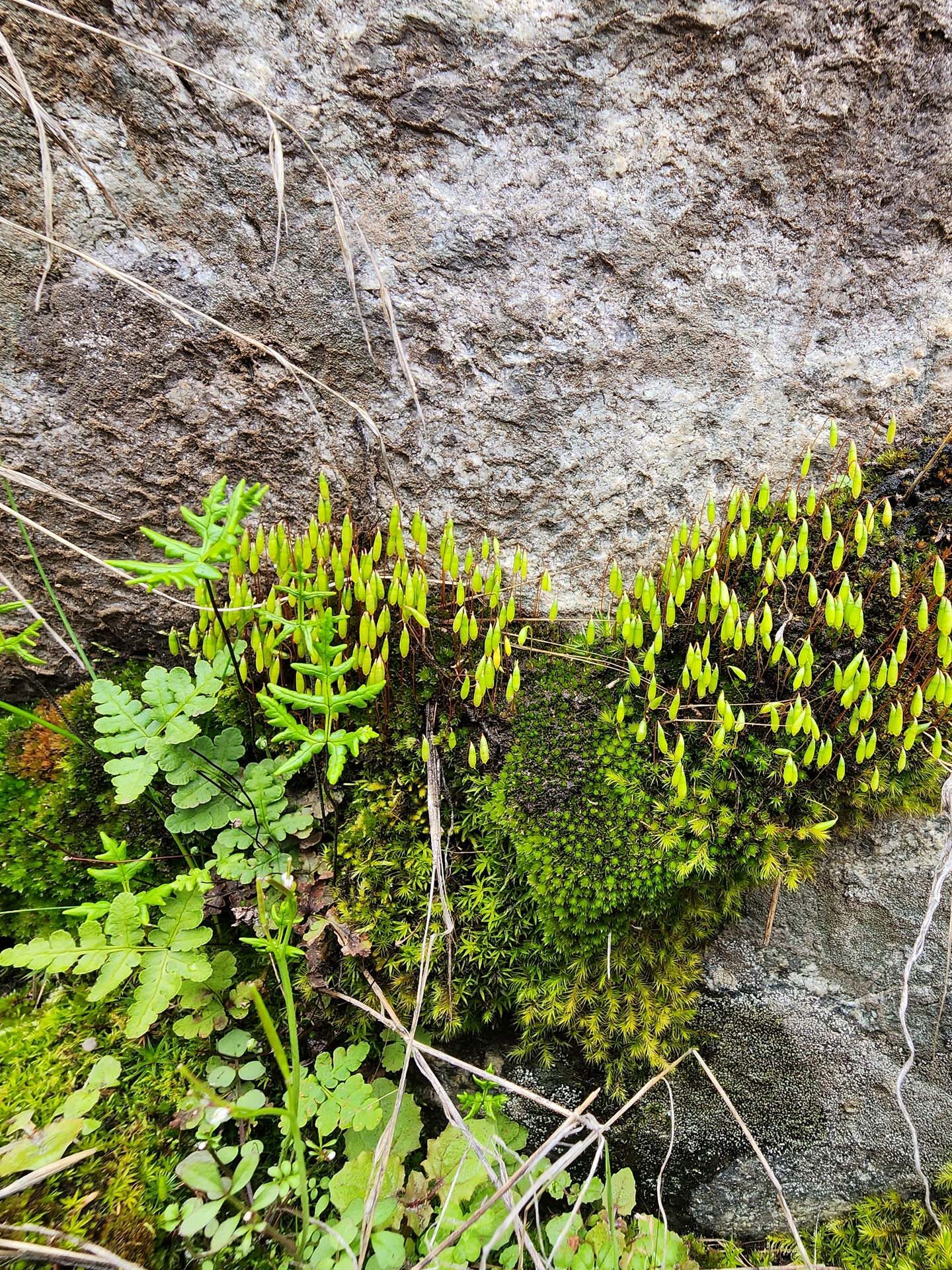 Ferns, club moss, and fruiting moss. D. Burk. Princess Ditch. 2 April 2023.
