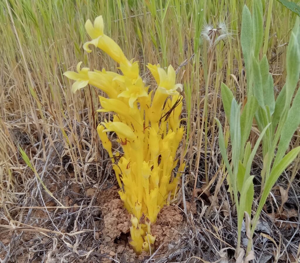 Clustered broomrape. D. Ledger.