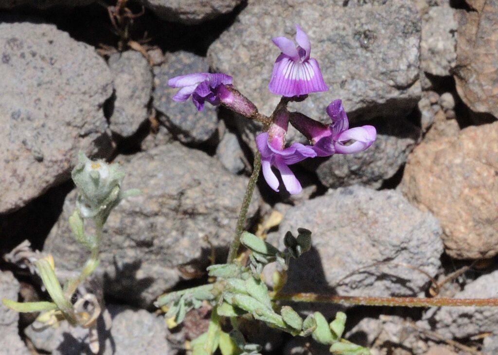 Depauperate milk-vetch. B. Peck.