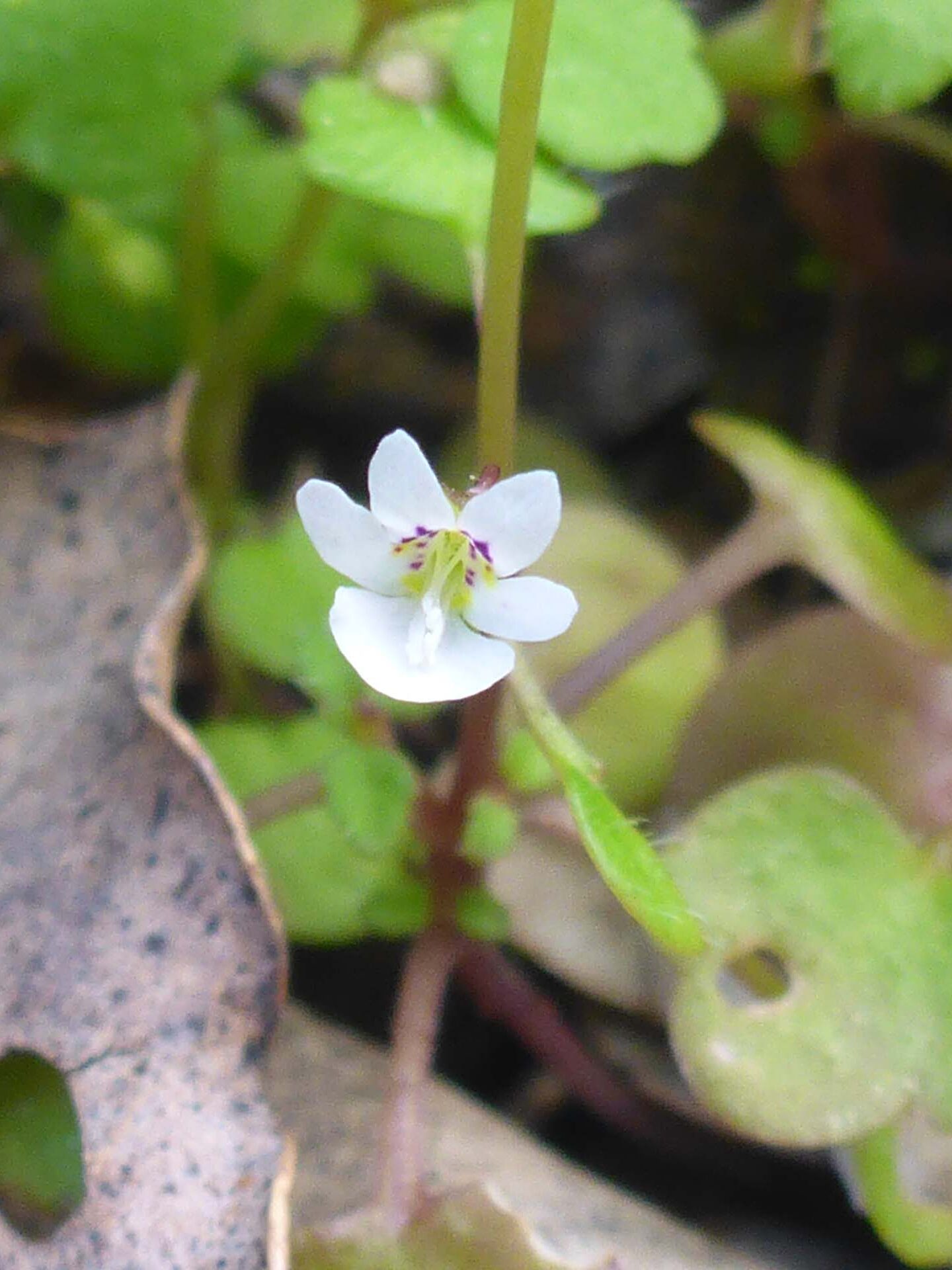Small-flowered tonella close-up. D. Burk. Princess Ditch. 2 April 2023.