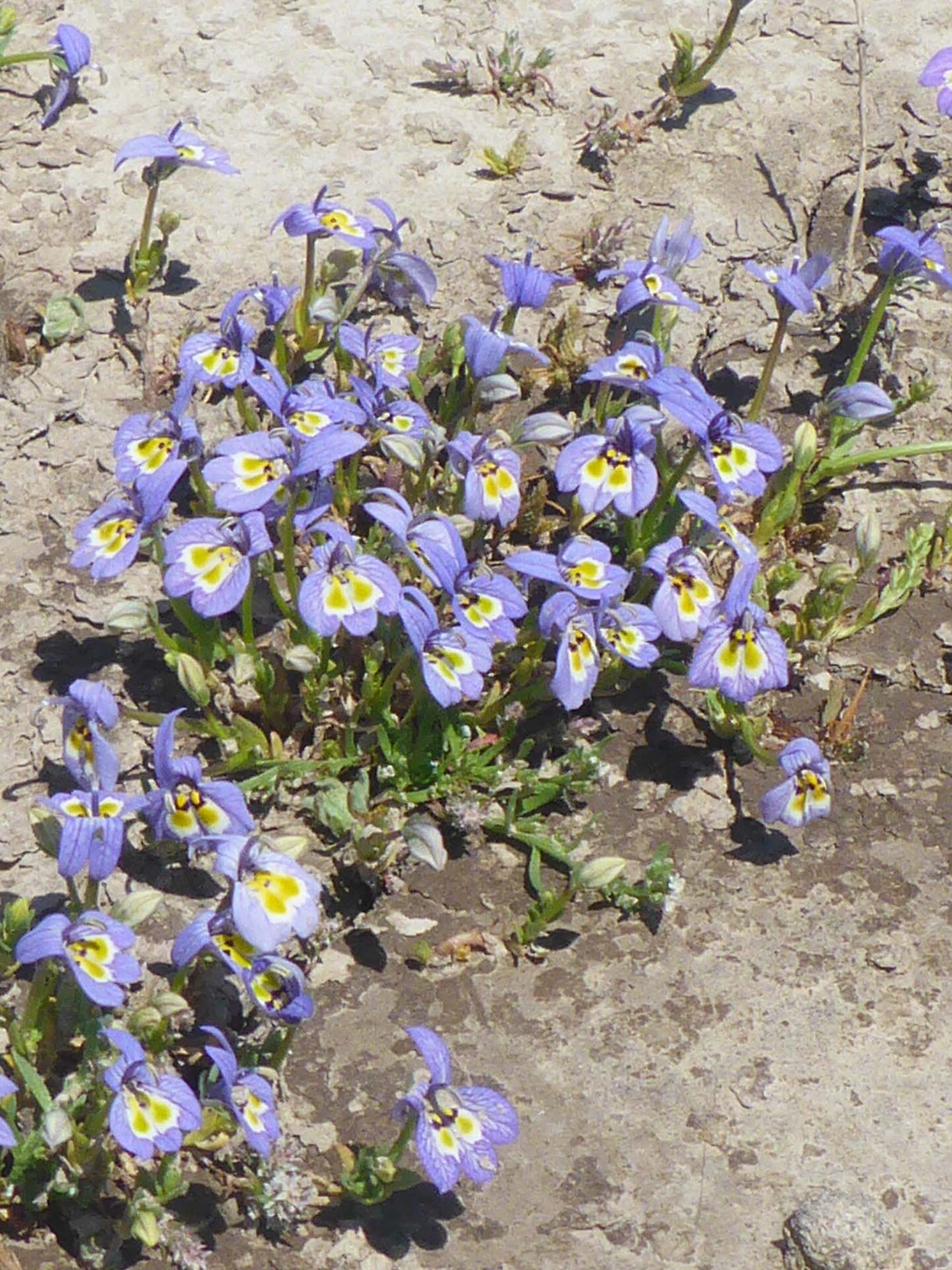 Harlequin downingia. D. Burk. May 18, 2023. Butte Valley Grasslands.