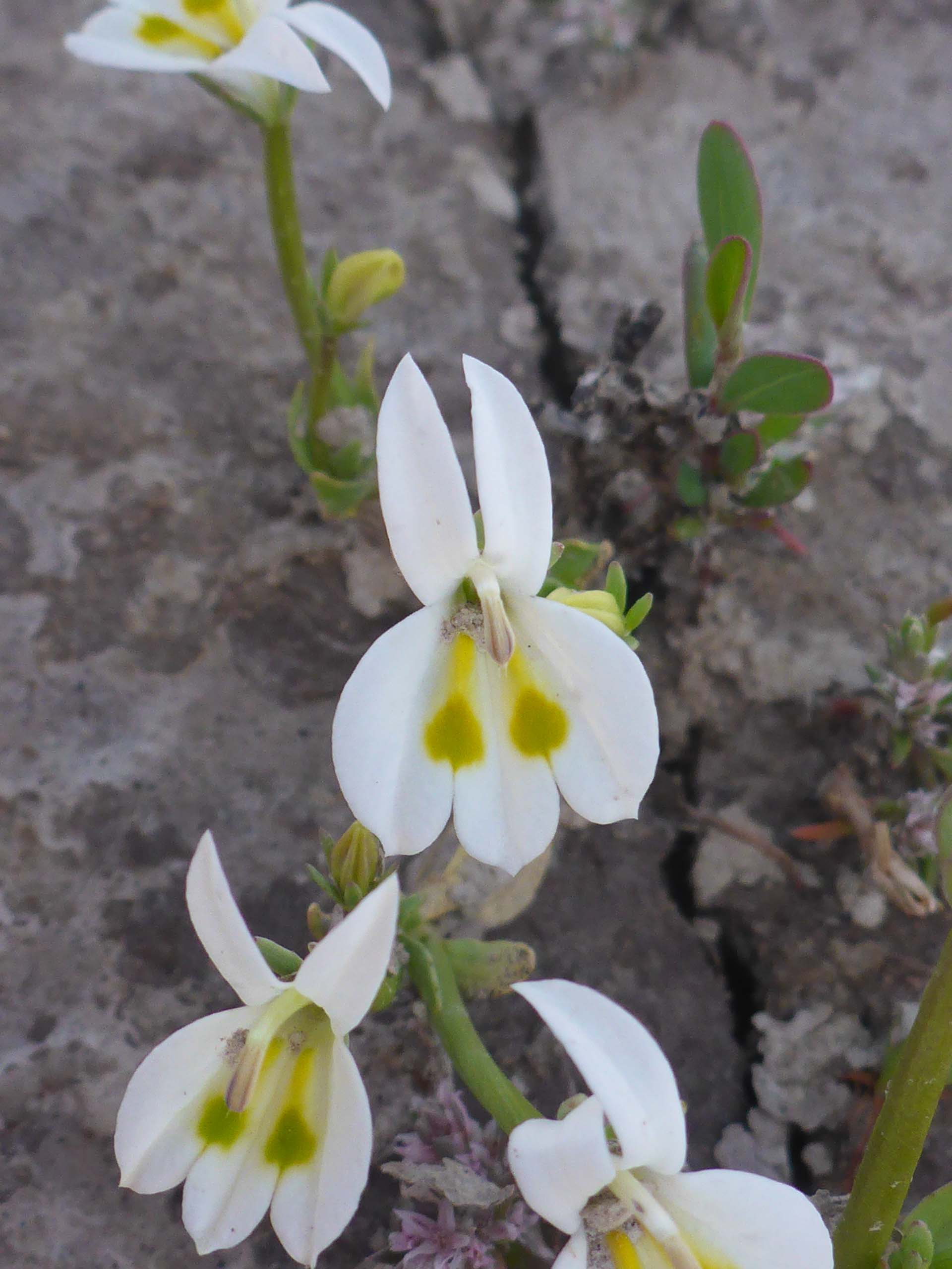 Harlequin downingia color variation. D. Burk. May 28, 2023. Butte Valley Grasslands.