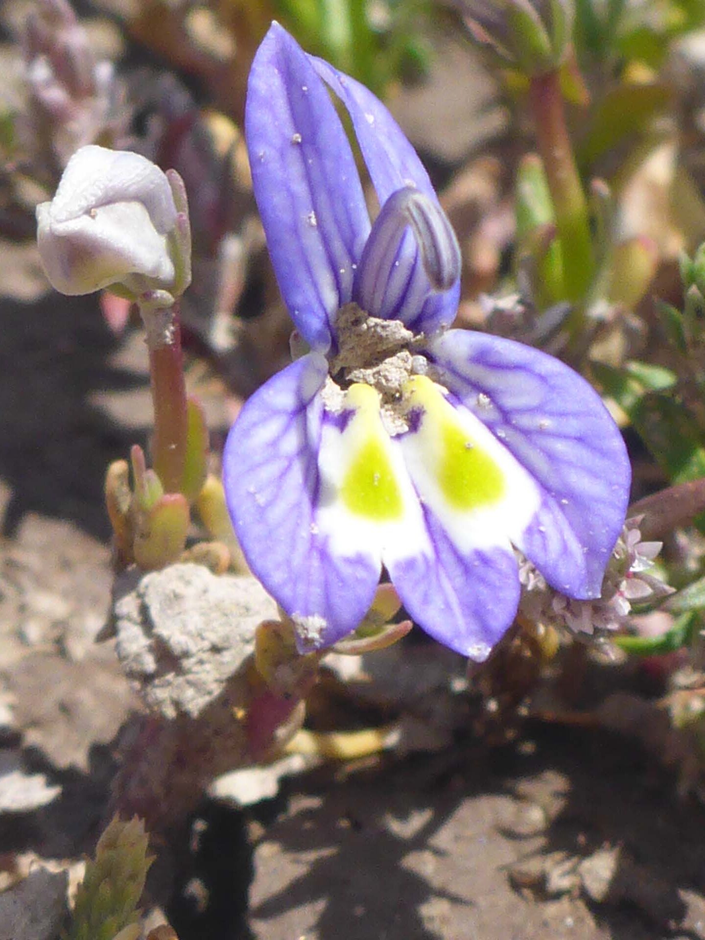 Harlequin downingia close-up. D. Burk. May 28, 2023. Butte Valley Grasslands.