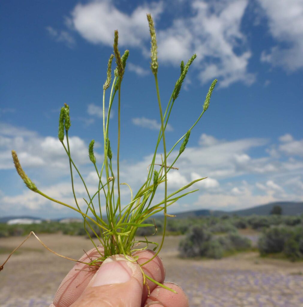 Mountain mousetail. D. Burk. May 28, 2023. Butte Valley Grasslands.