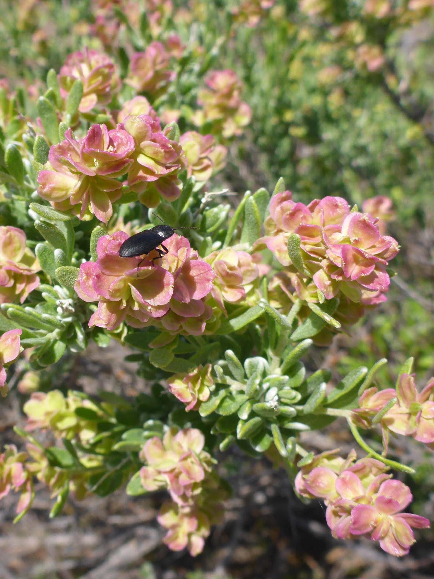 Hop-sage in fruit + beetle. D. Burk. May 28, 2023. Butte Valley Grasslands.