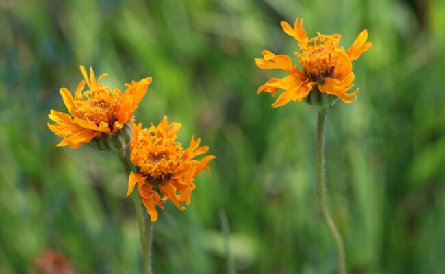 Showy raillardella. A. Sims.