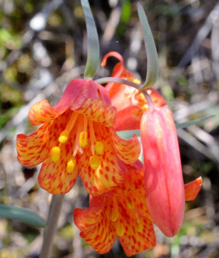 Scarlet fritillary.  B. Peck.