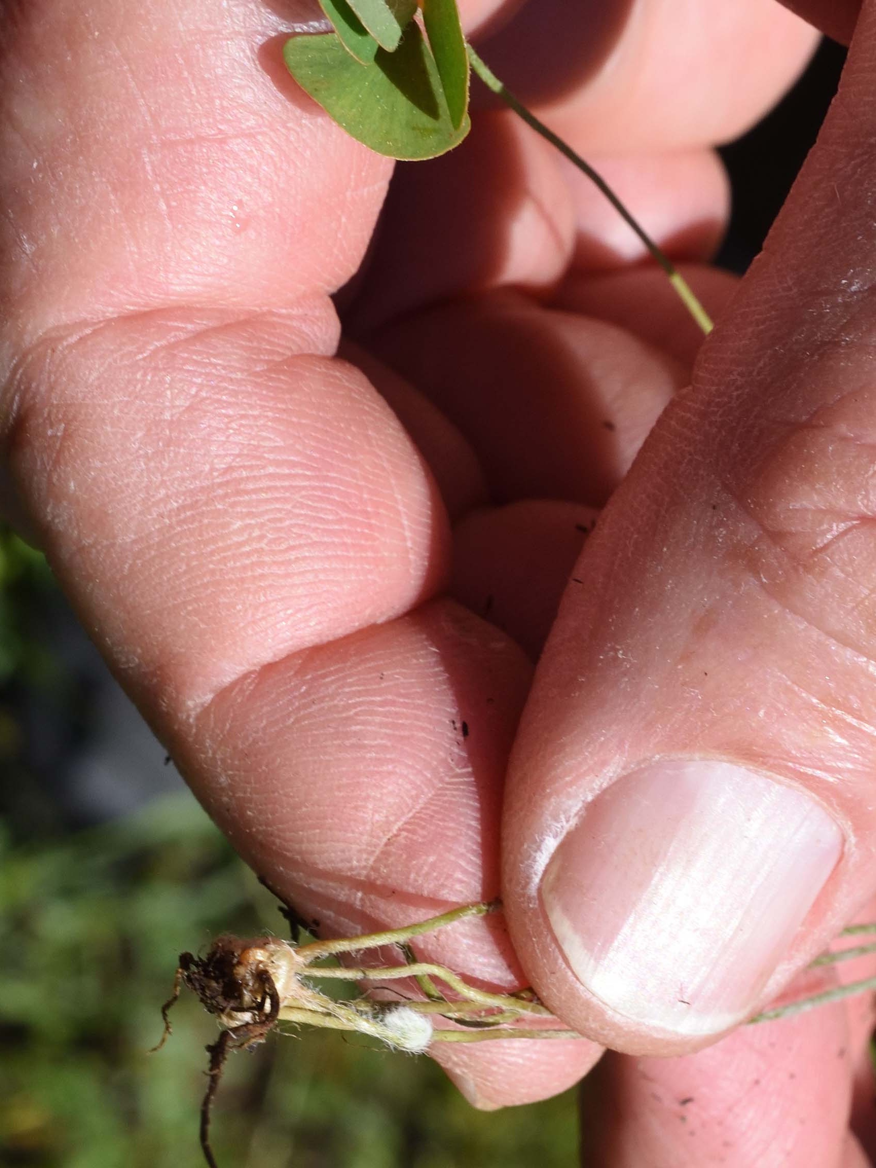 Hairy pepperwort fiddlehead. B. Peck. Shastina Ranch wetlands. May 15, 2023.