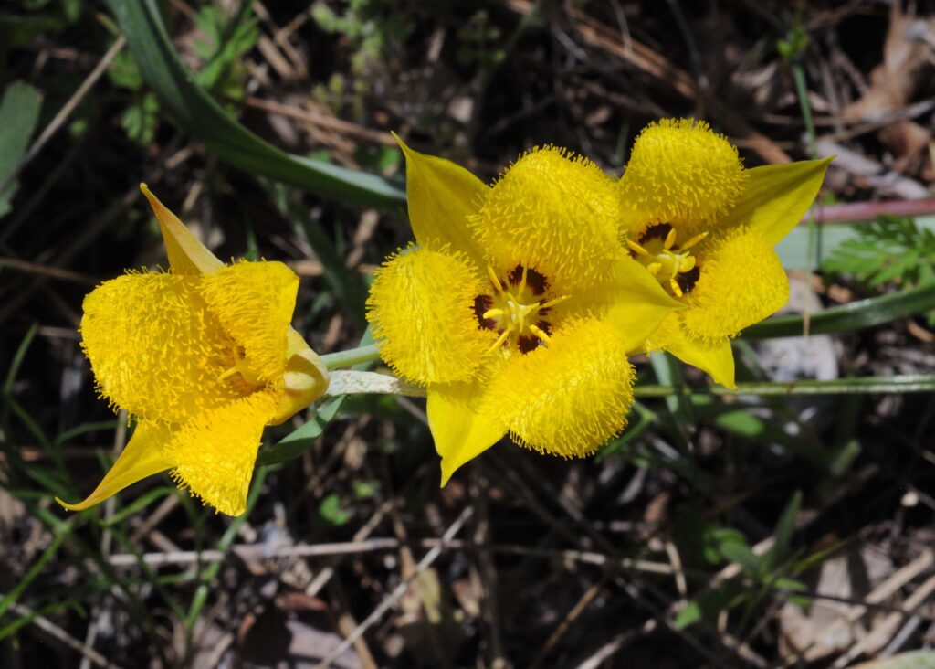 Yellow star-tulip.  B. Peck.