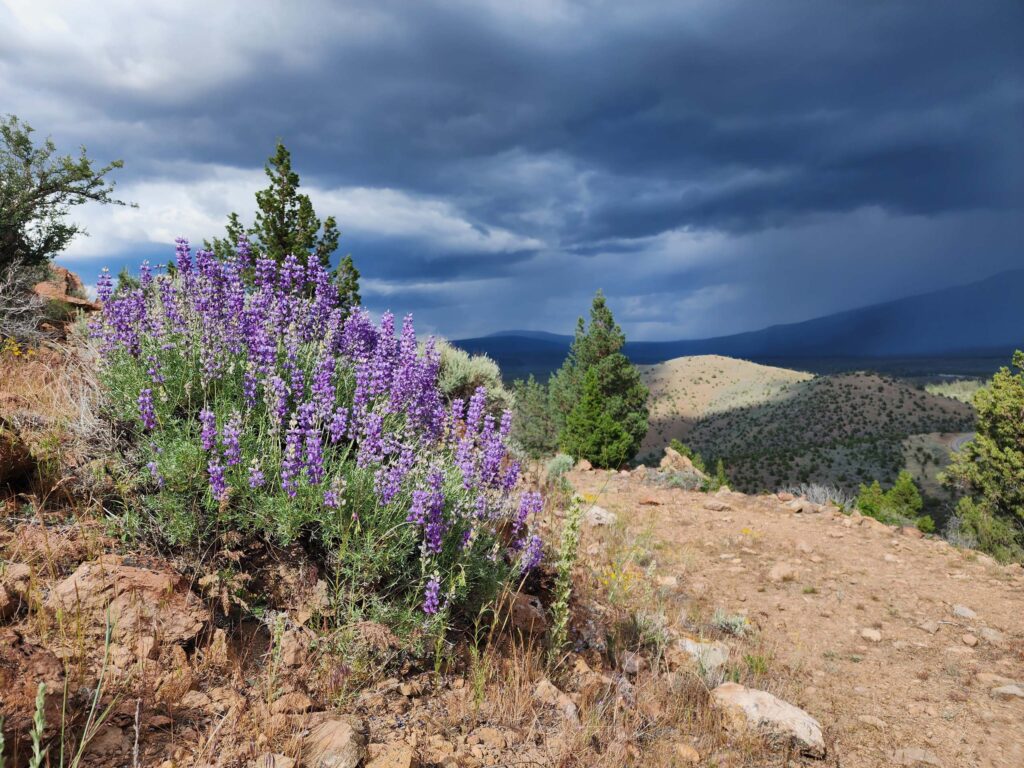 Silver bush lupine and storm clouds. D. Burk.