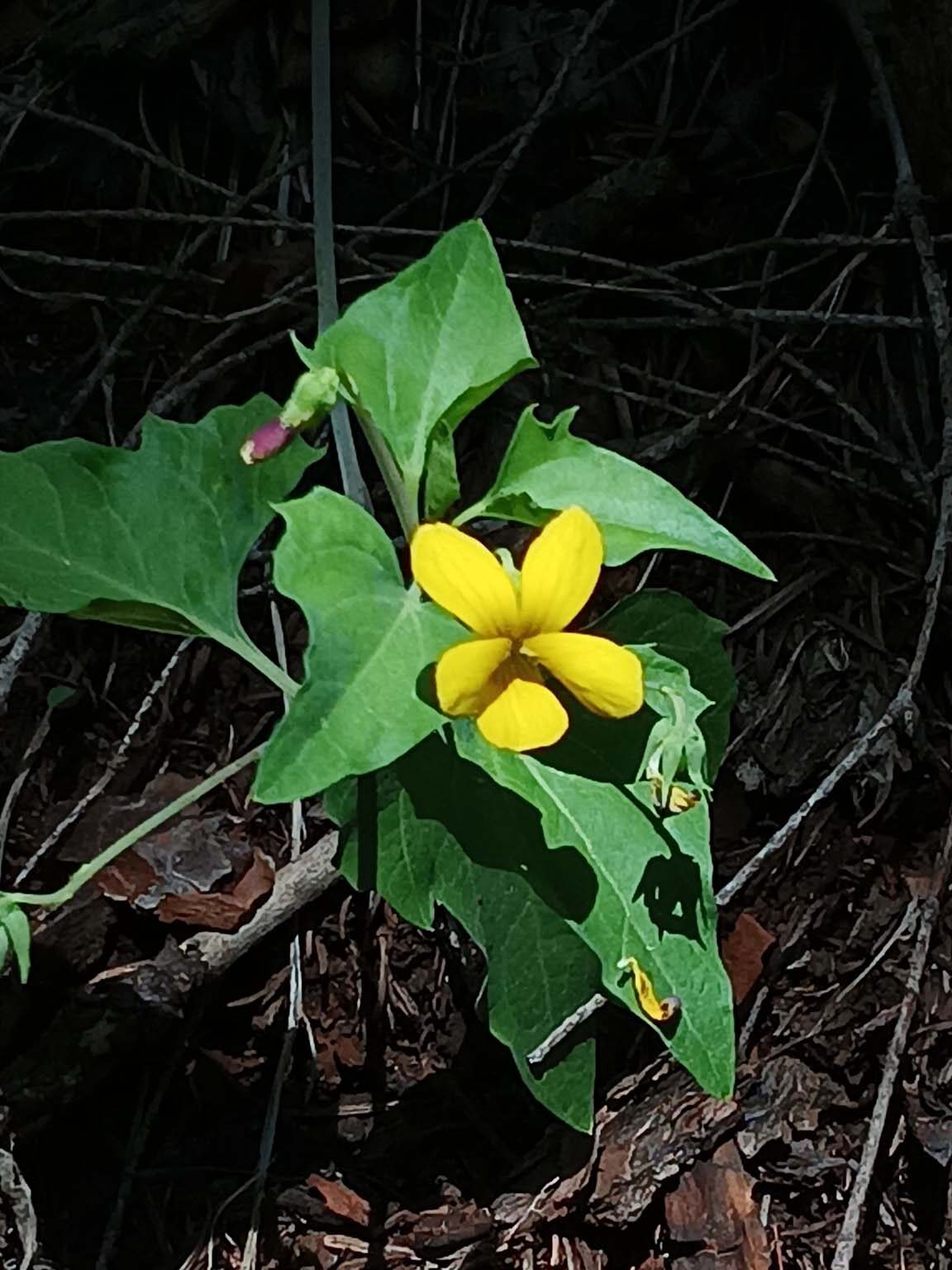 Pine violet. B. Robertson. June 17, 2023. Cabin Creek Trail, south of McCloud.