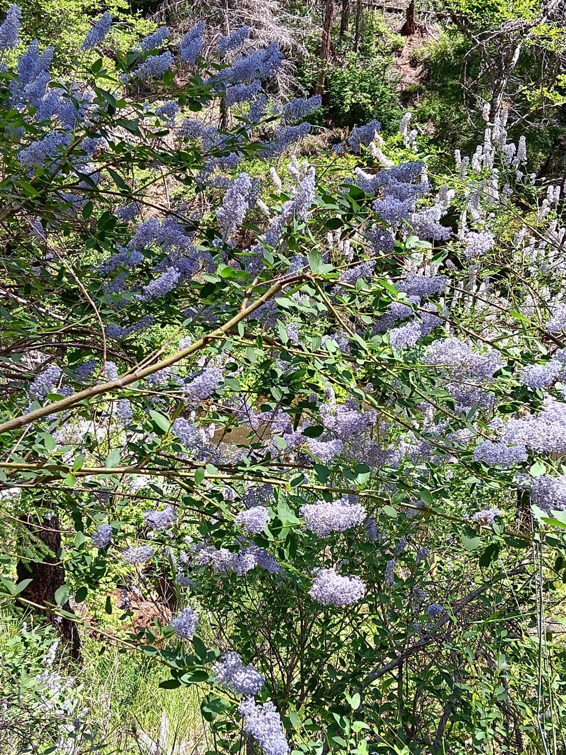 Deerbrush. B. Robertson. June 17, 2023. Cabin Creek Trail, south of McCloud.