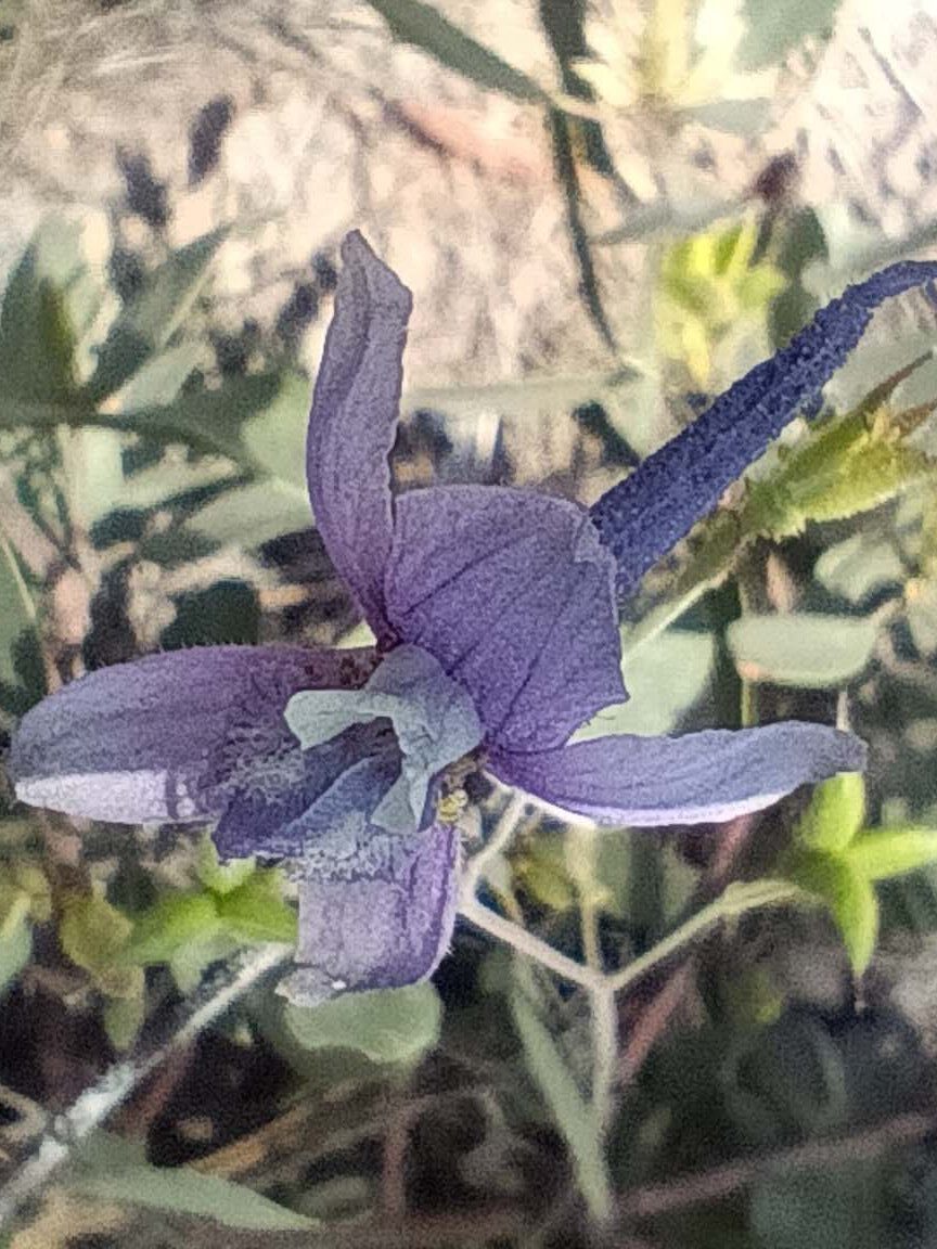 Larkspur. B. Robertson. June 17, 2023. Cabin Creek Trail, south of McCloud.