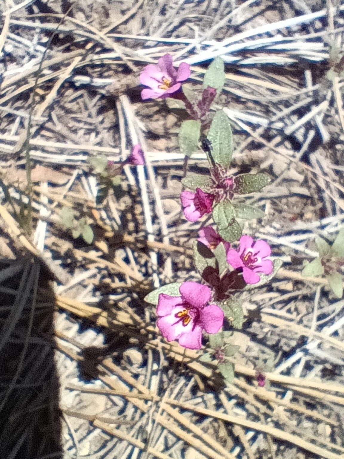 Monkeyflower. B. Robertson. June 17, 2023. Cabin Creek Trail, south of McCloud.