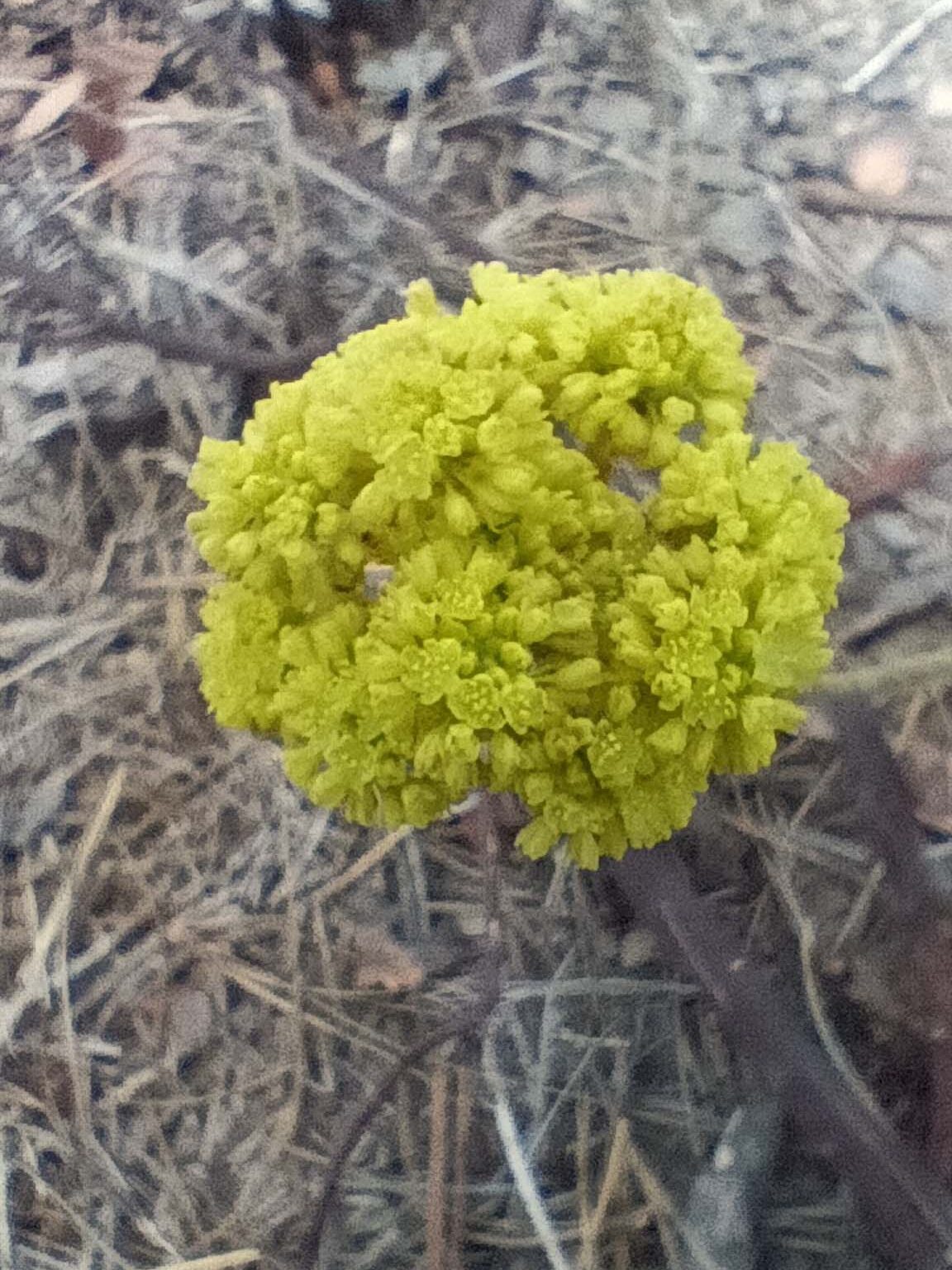 Buckwheat. B. Robertson. June 17, 2023. Cabin Creek Trail, south of McCloud.