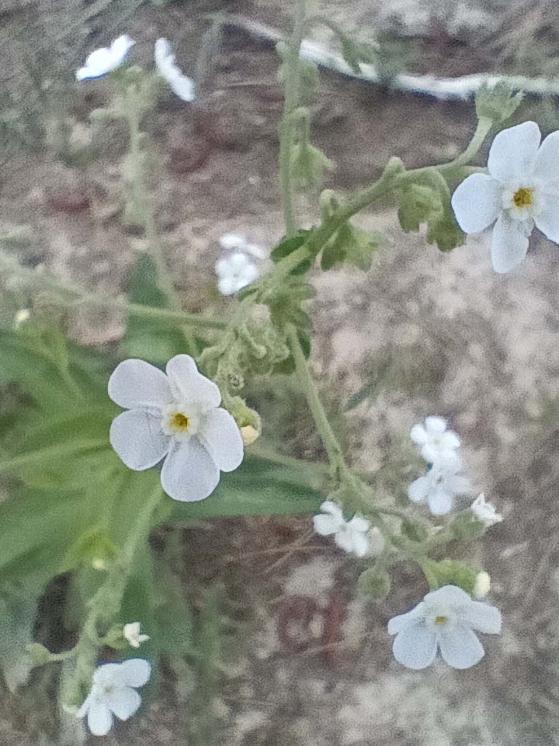 California stickseed. B. Robertson. June 17, 2023. Cabin Creek Trail, south of McCloud.