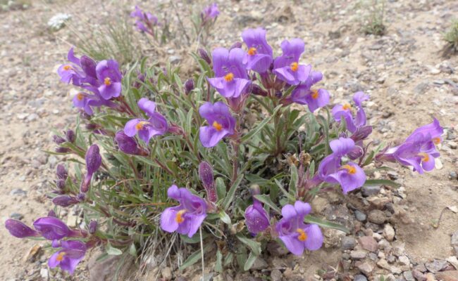Close-up of Janish’s beardtongue. P. Davis. Nevada road trip. June 2, 2023.