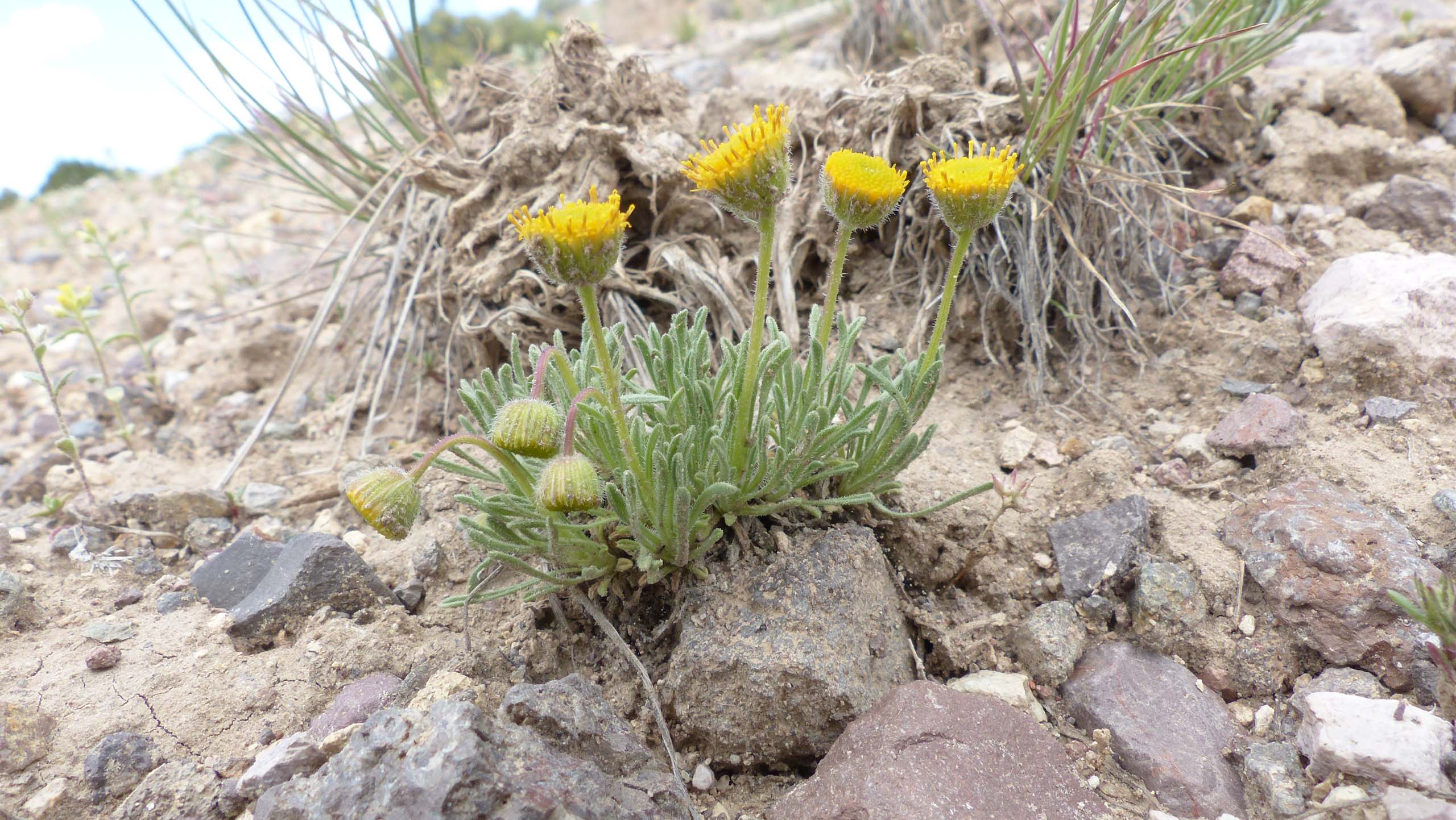 Basin rayless daisy. P. Davis. Nevada road trip. June 2, 2023.