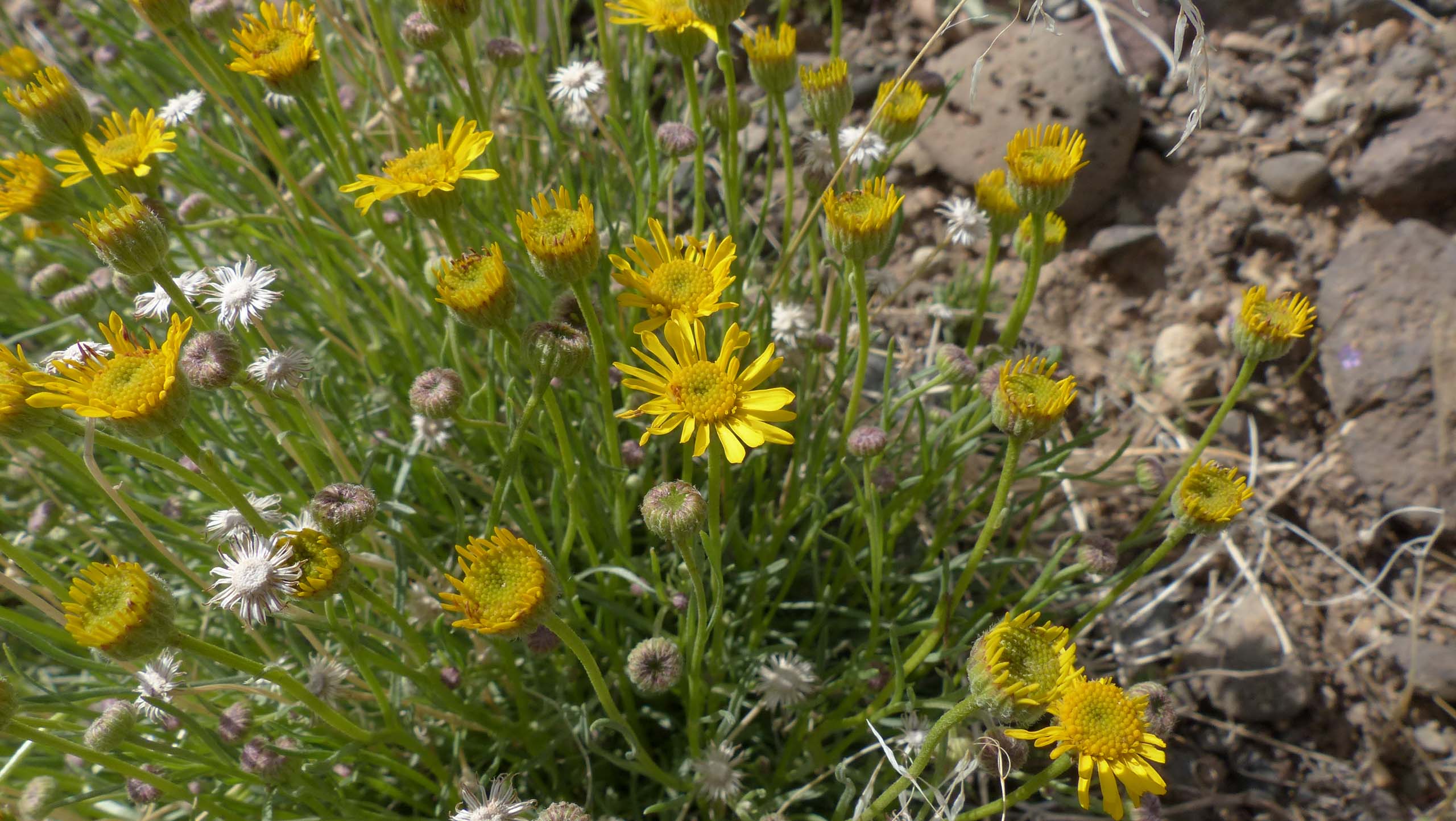 Desert yellow daisy. P. Davis. Nevada road trip. June 2, 2023.