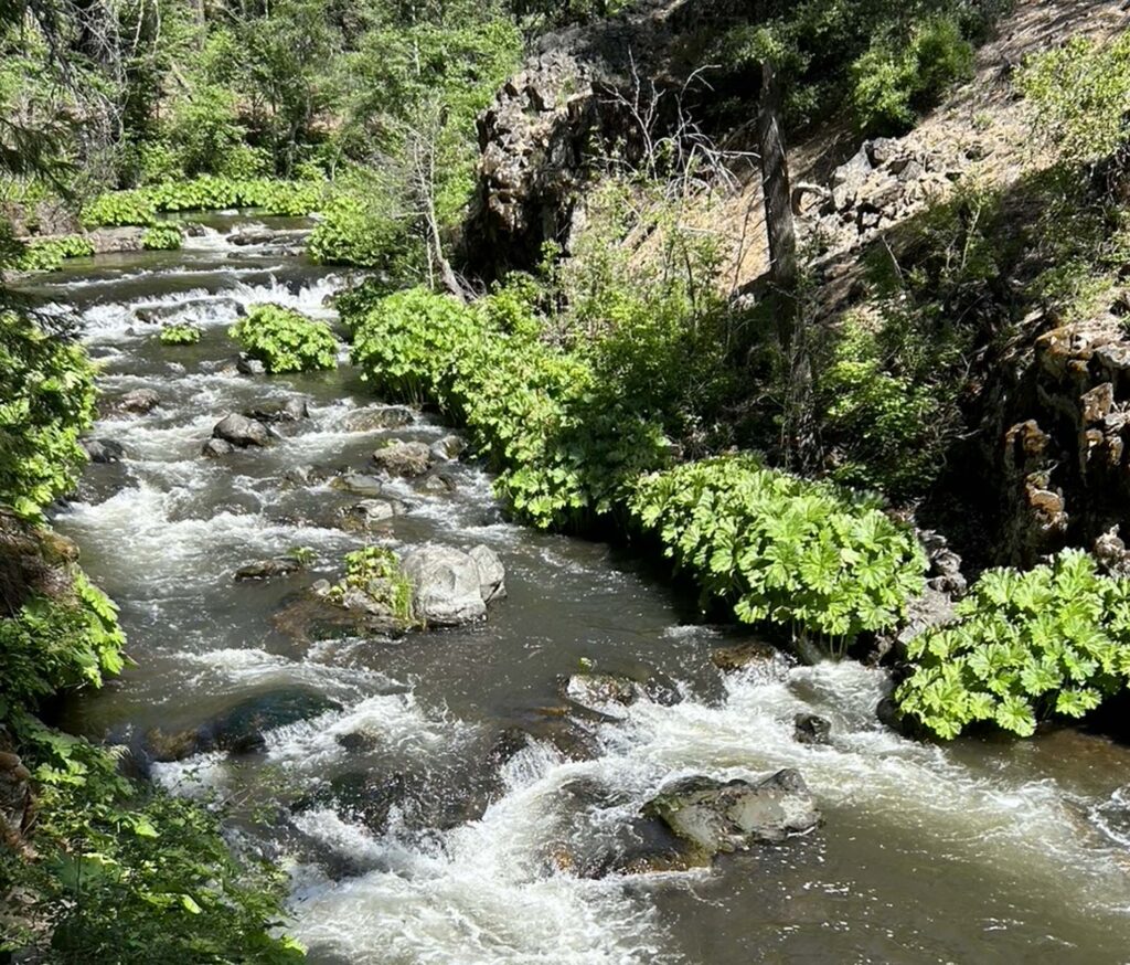 Squaw Valley Creek. MA McCrary.