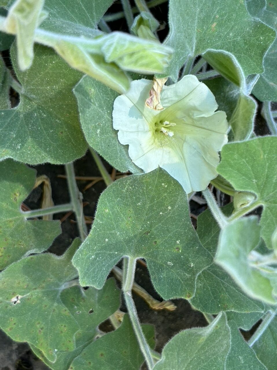 Sierra morning-glory. MA McCrary. June 17, 2023. Cabin Creek Trail, south of McCloud.