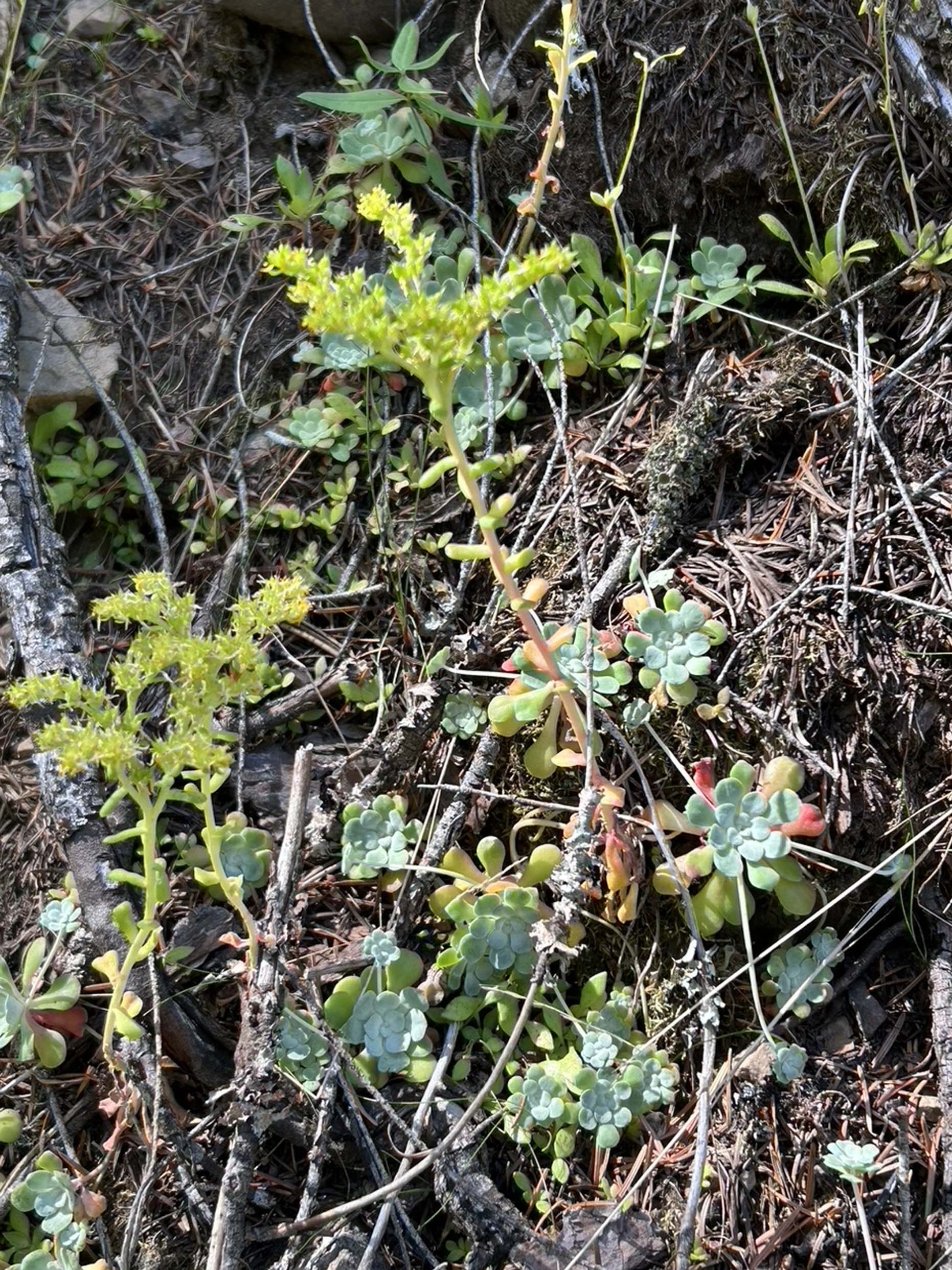 Broad-leaved stonecrop. MA McCrary. June 17, 2023. Cabin Creek Trail, south of McCloud.