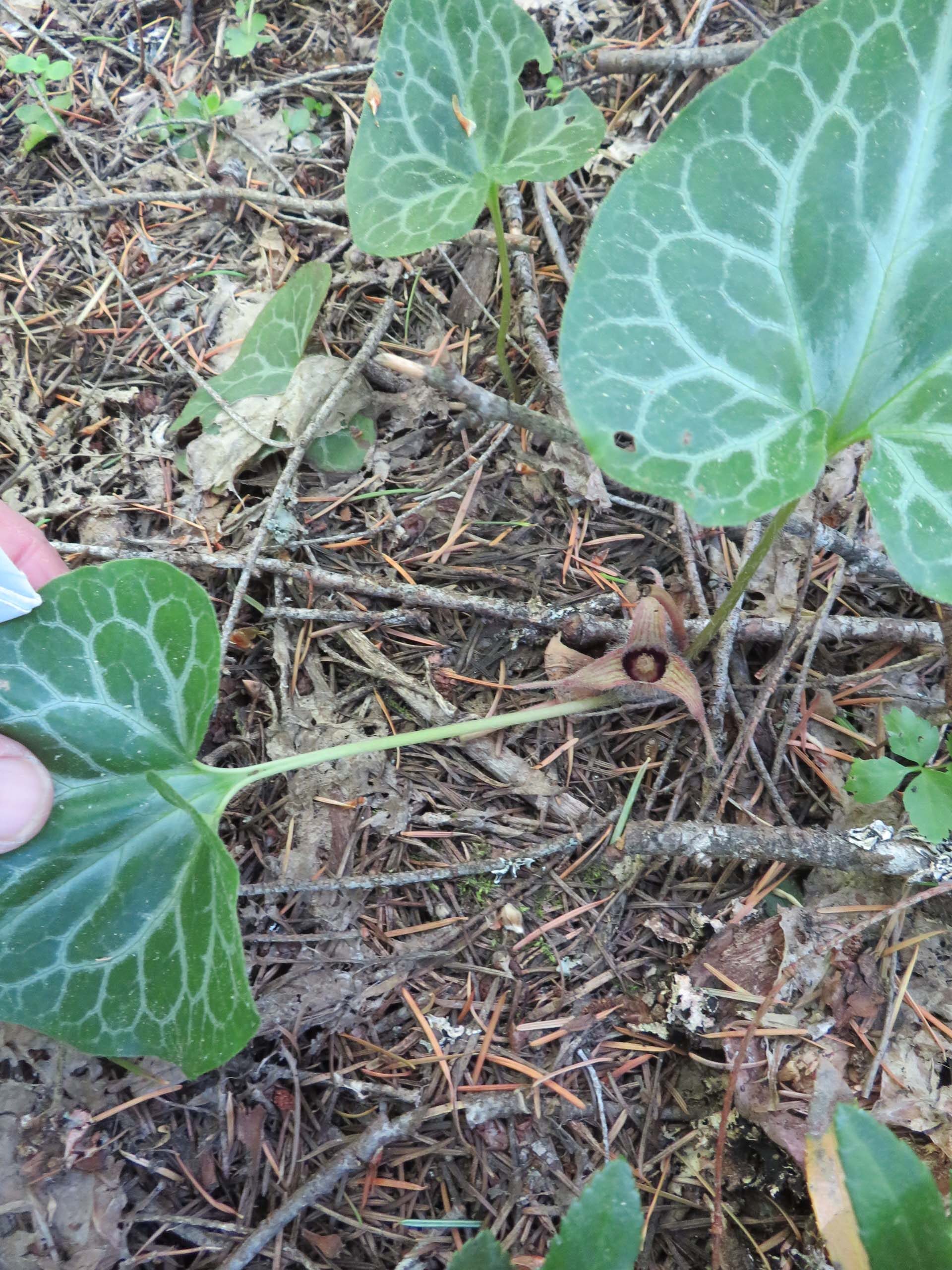 Hartweg's wild ginger. D. Ledger. June 17, 2023. Cabin Creek Trail, south of McCloud.