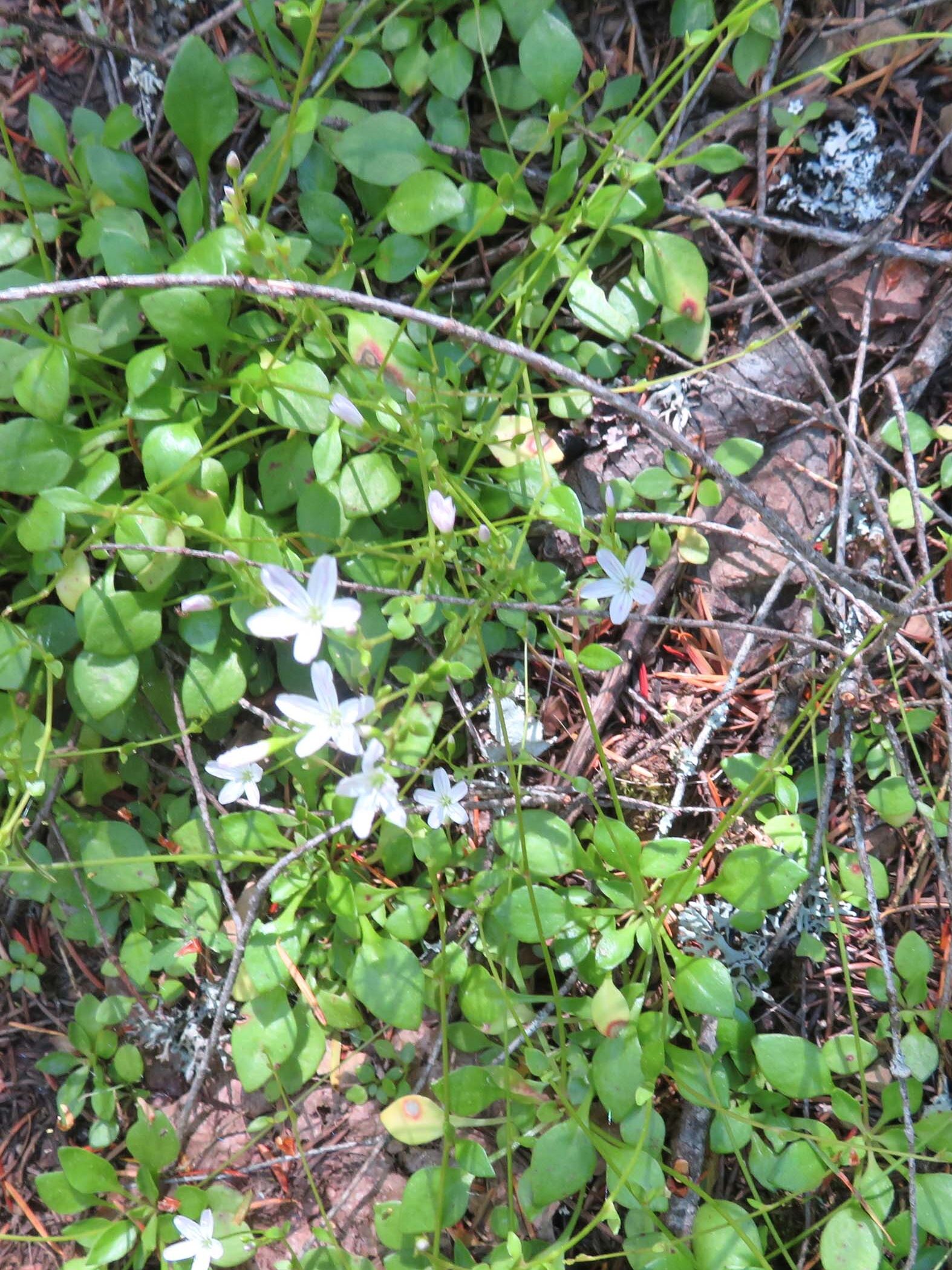 Small-leaved montia. D. Ledger. June 17, 2023. Cabin Creek Trail, south of McCloud.