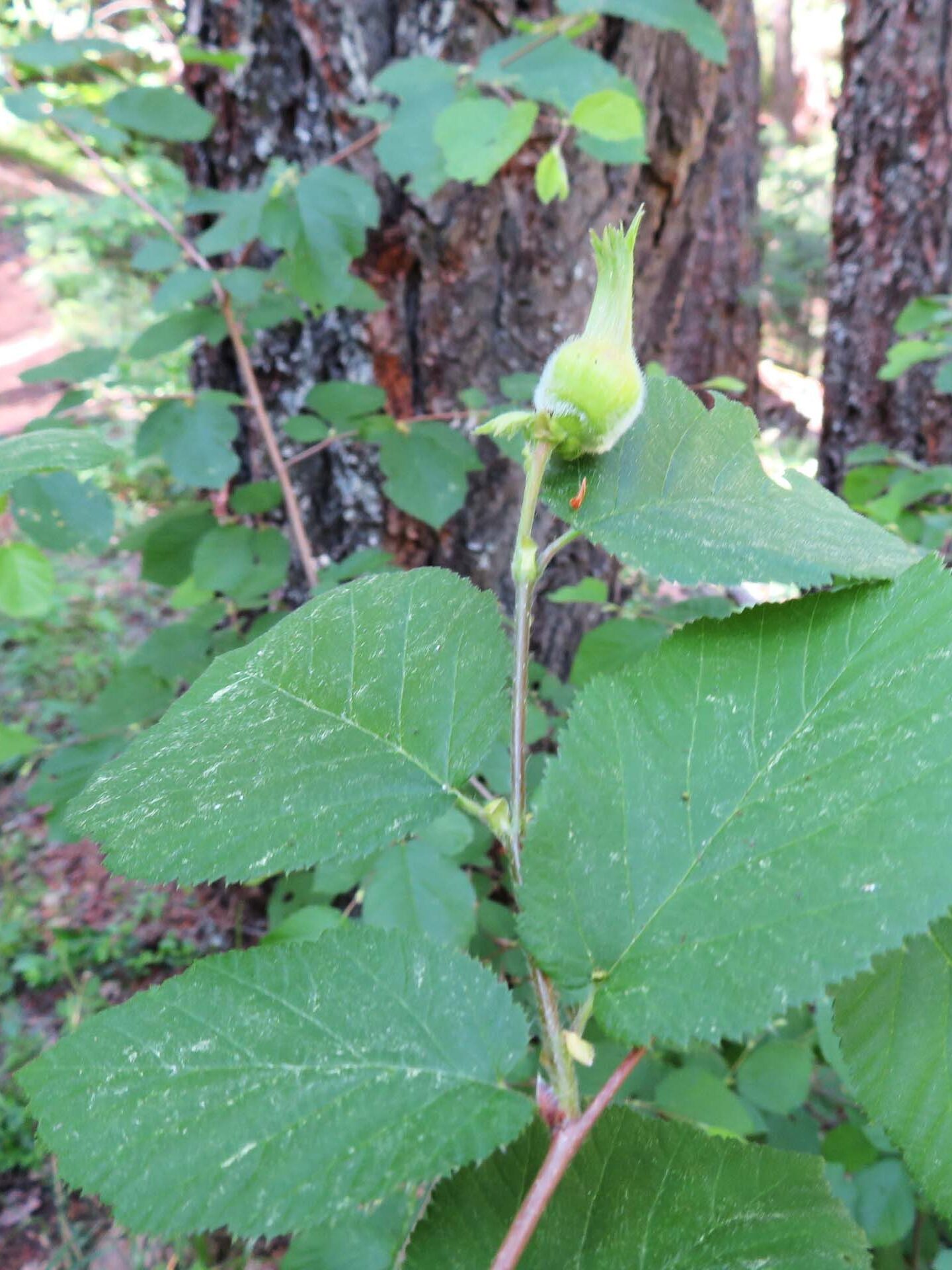 California hazelnut. D. Ledger. June 17, 2023. Cabin Creek Trail, south of McCloud.