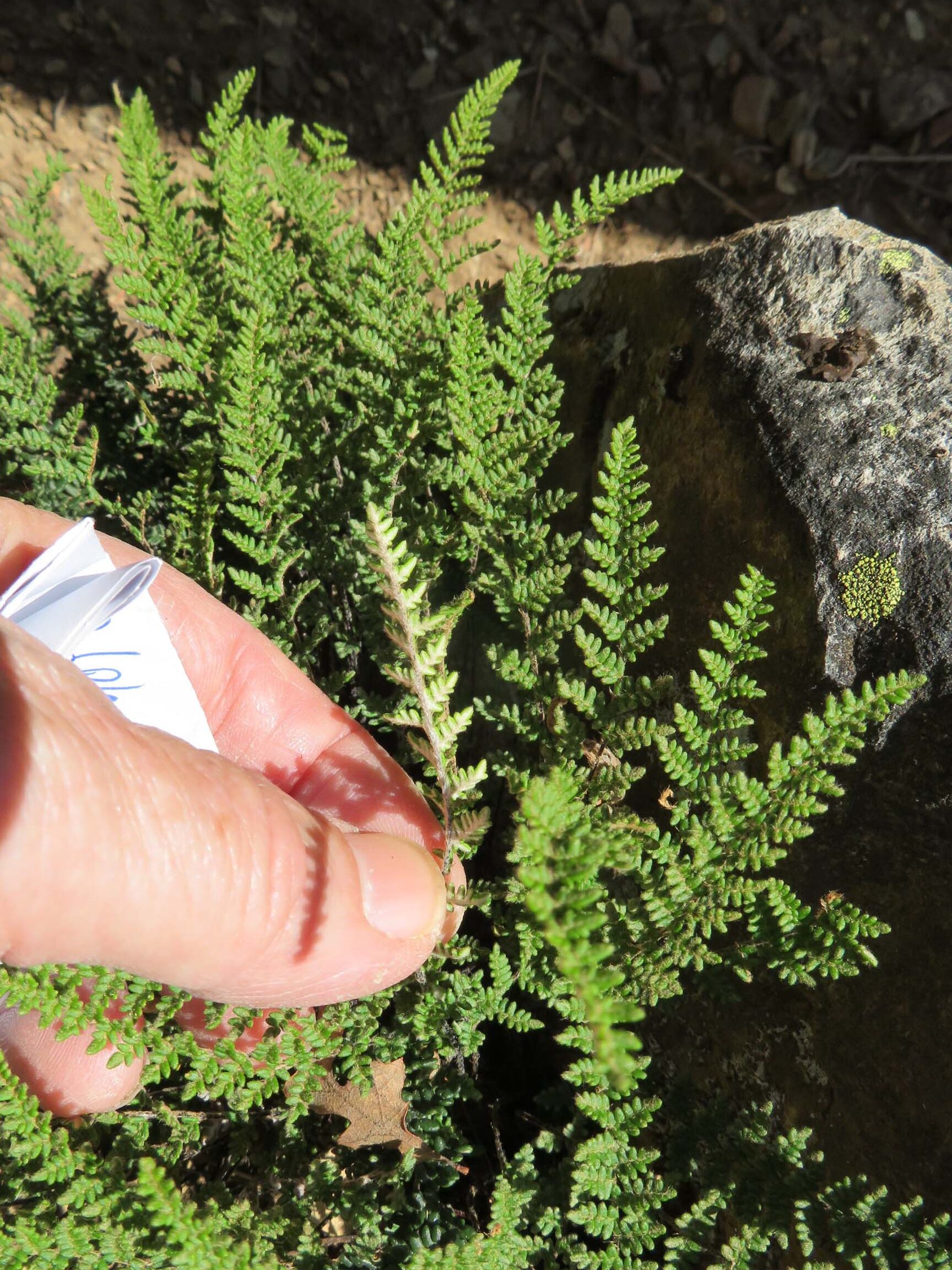 Lip fern. June 17, 2023. Cabin Creek Trail, south of McCloud.