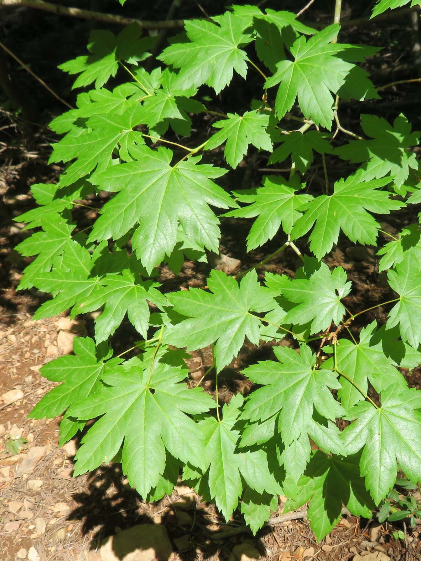 Vine maple. D. Ledger. June 17, 2023. Cabin Creek Trail, south of McCloud.