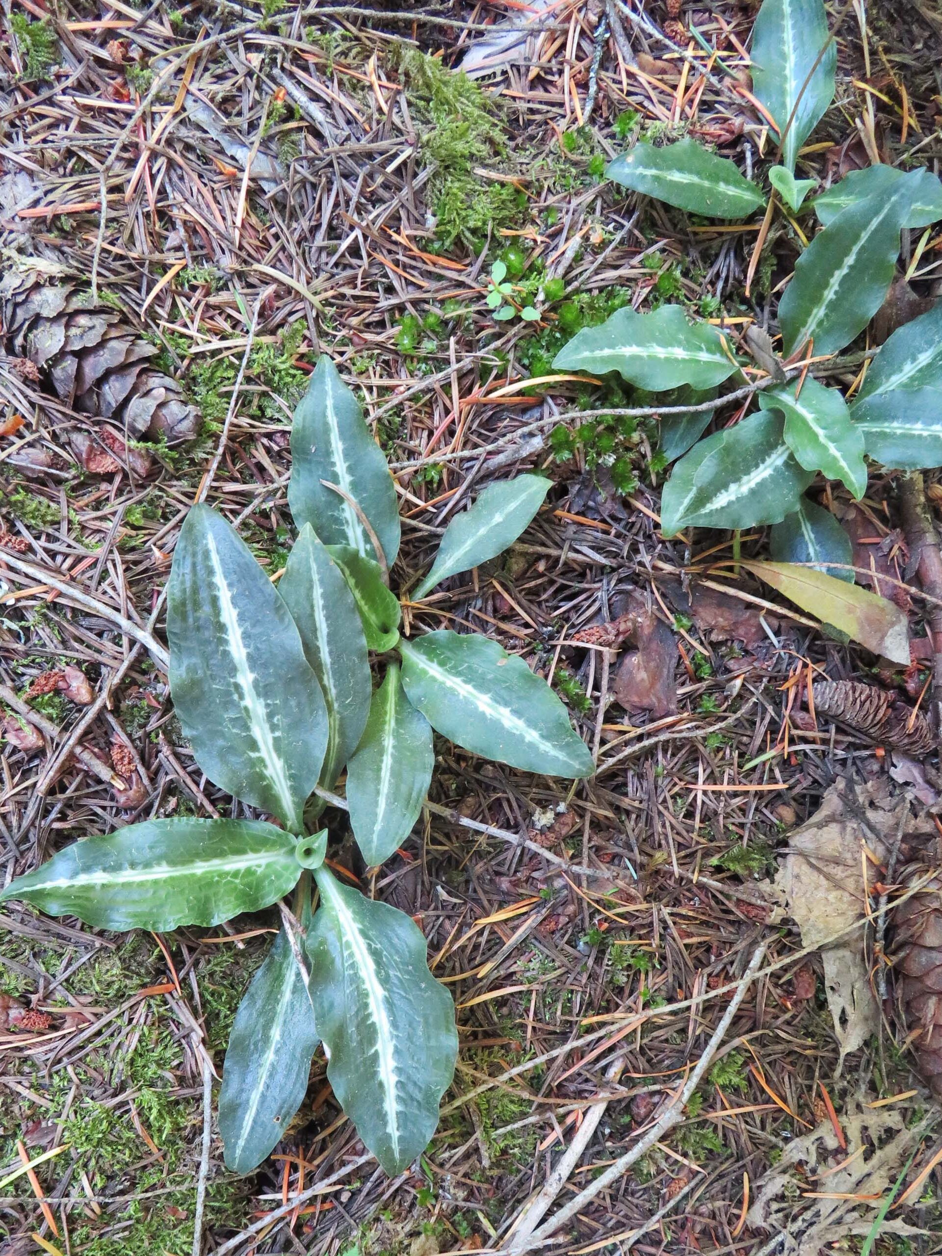 Rattlesnake-plantain. D. Ledger. June 17, 2023. Cabin Creek Trail, south of McCloud.