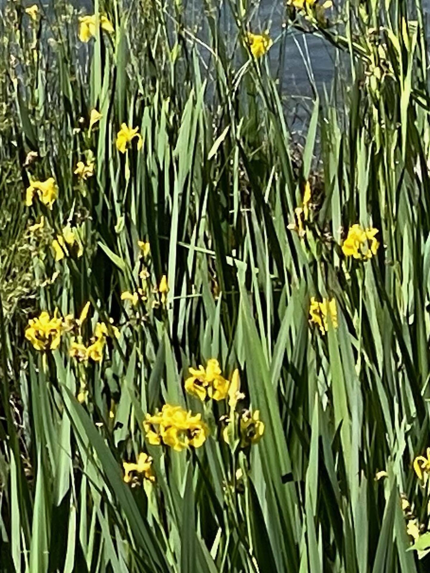 Yellow water iris. C. Harvey.