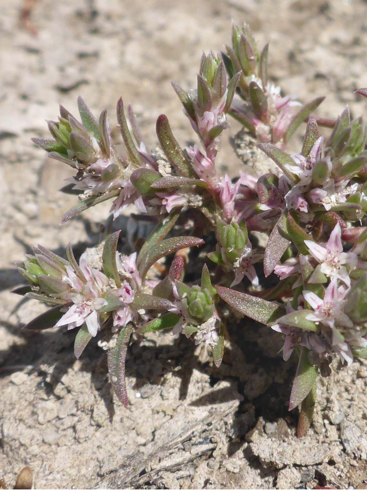Modoc County knotweed. D. Burk. Photo taken May 28, 2023, by Don Burk, at Butte Valley Grasslands.