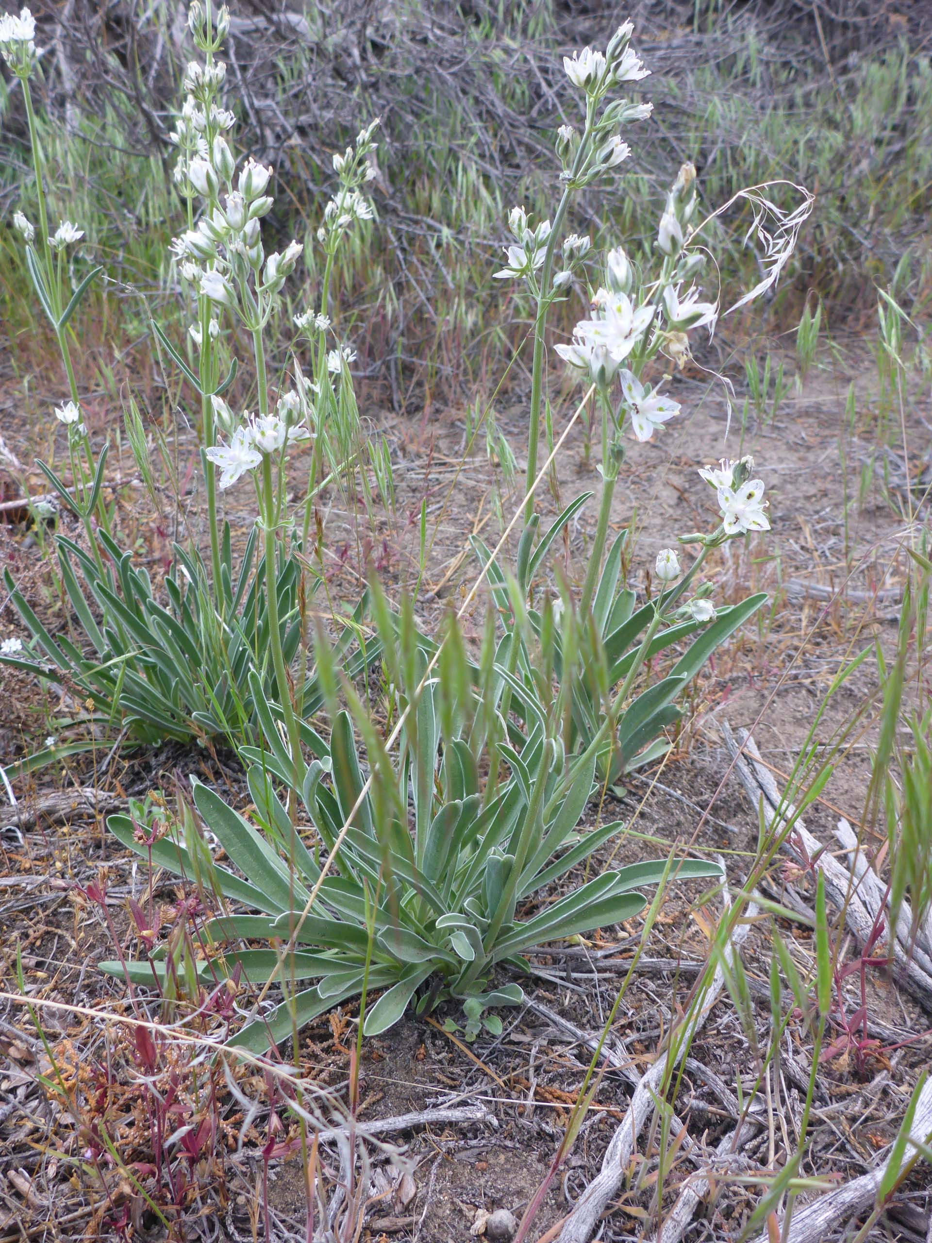 White-stemmed swertia. D. Burk. May 28, 2023. Haystack Trail.