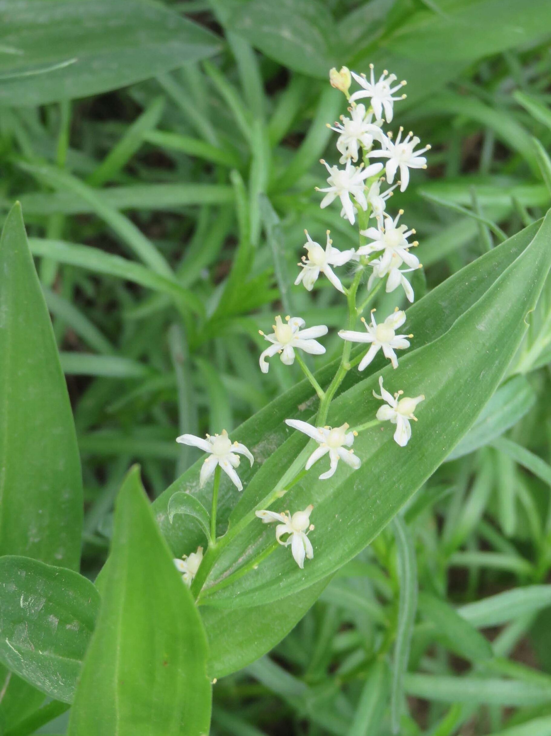 Star-flowered false Solomon's-seal. D. Ledger. June 17, 2023. Cabin Creek Trail, south of McCloud.