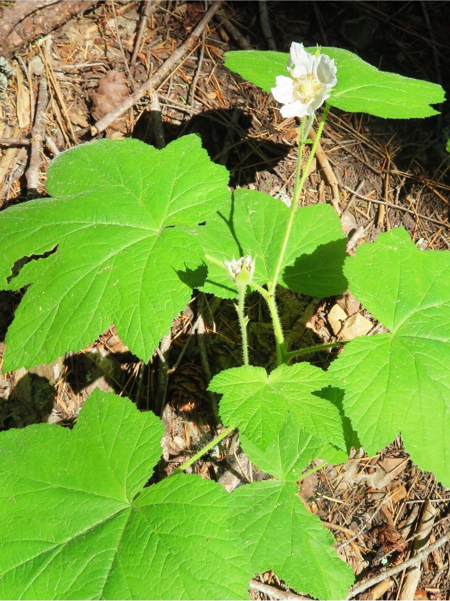 Thimbleberry. D. Ledger. June 17, 2023. Cabin Creek Trail, south of McCloud.