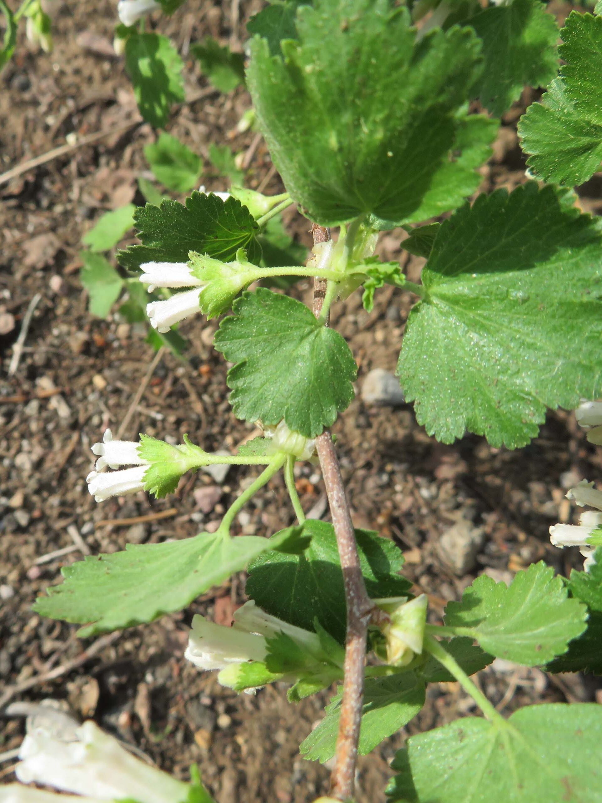 Wax currant. D. Ledger. June 17, 2023. Cabin Creek Trail, south of McCloud.