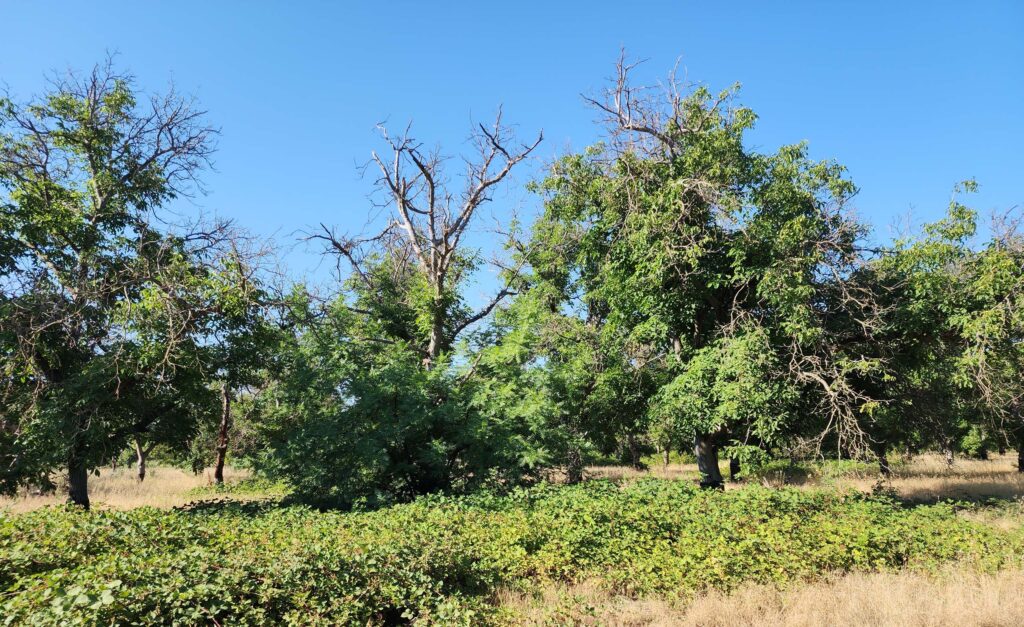 Old walnut trees. L. Burk.