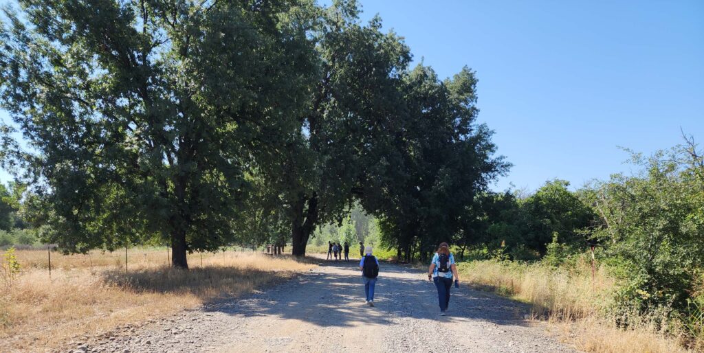 Shade on the path.  L. Burk.