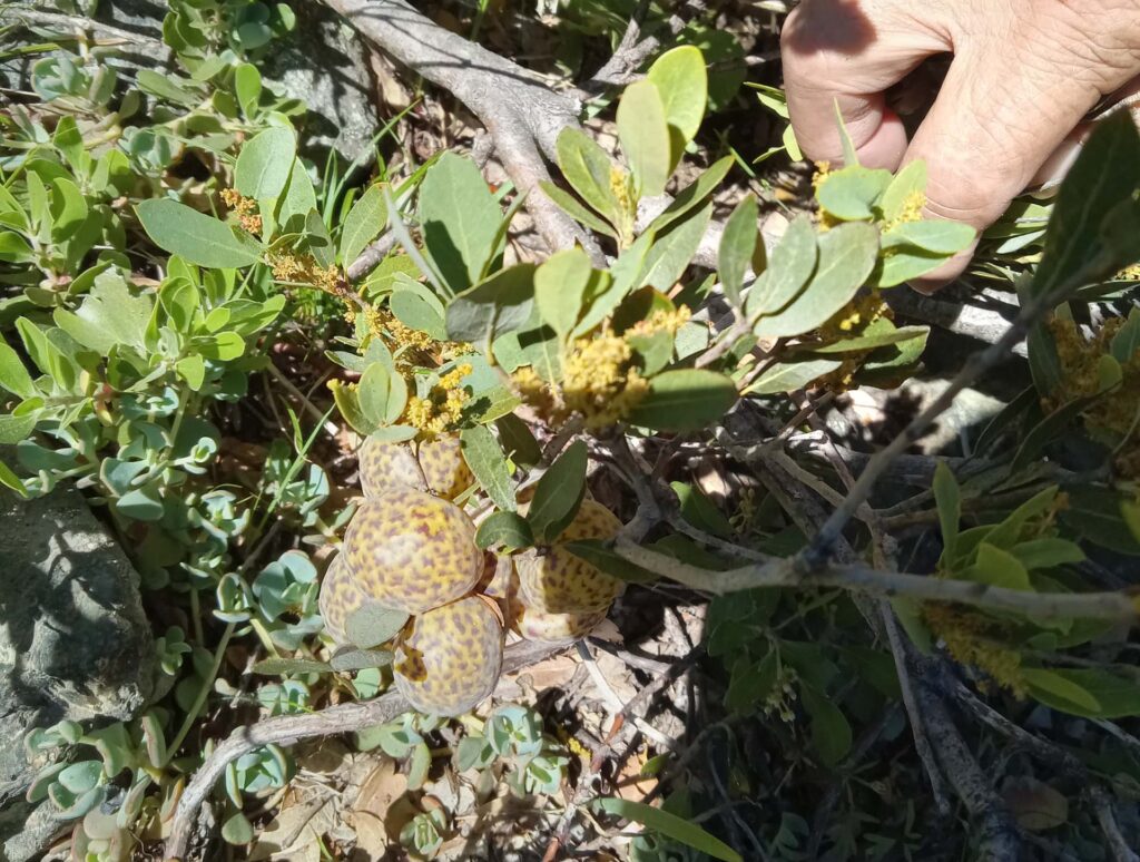 Galls on huckleberry oak. D. Ledger.