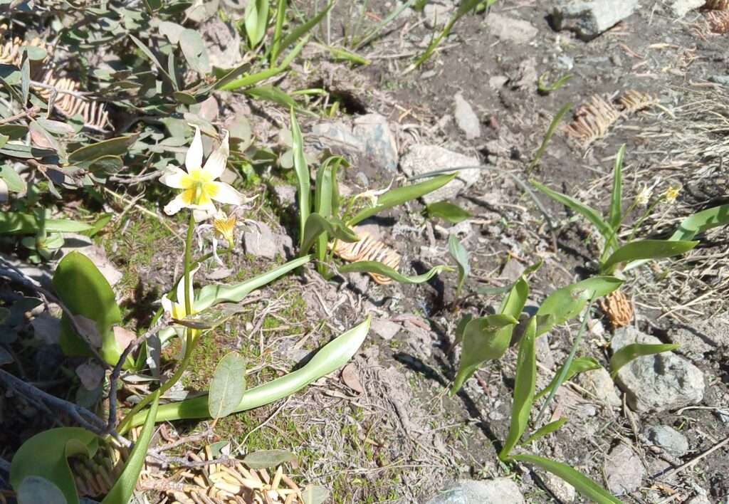 Fawn-lilies. D. Ledger.