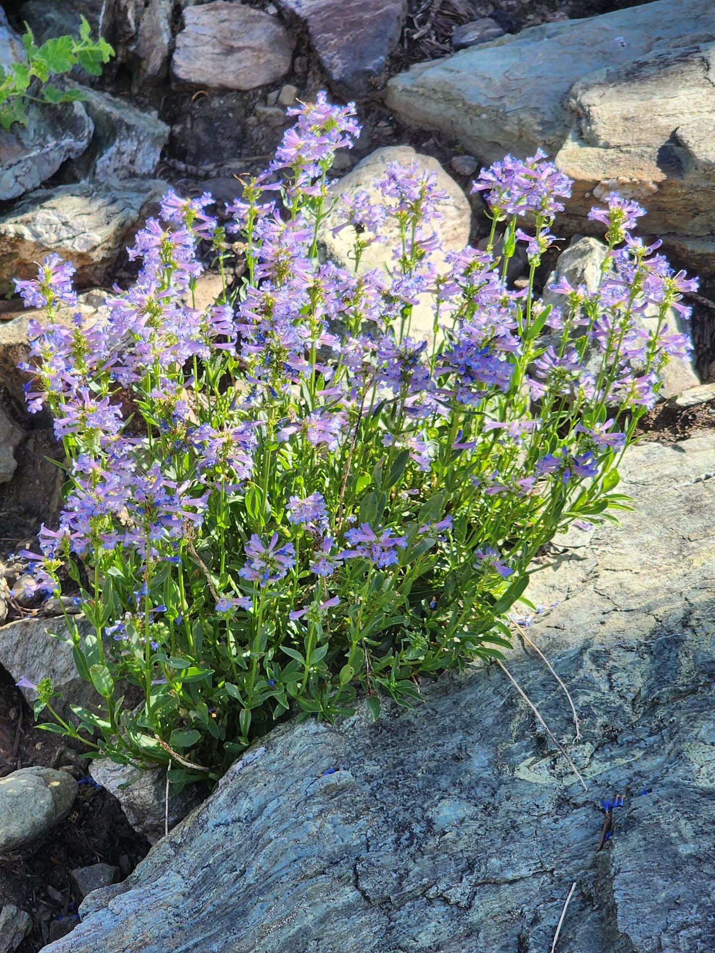 Small-flowered penstemon. D. Burk. July 16, 2023. Pettijohn Trail.