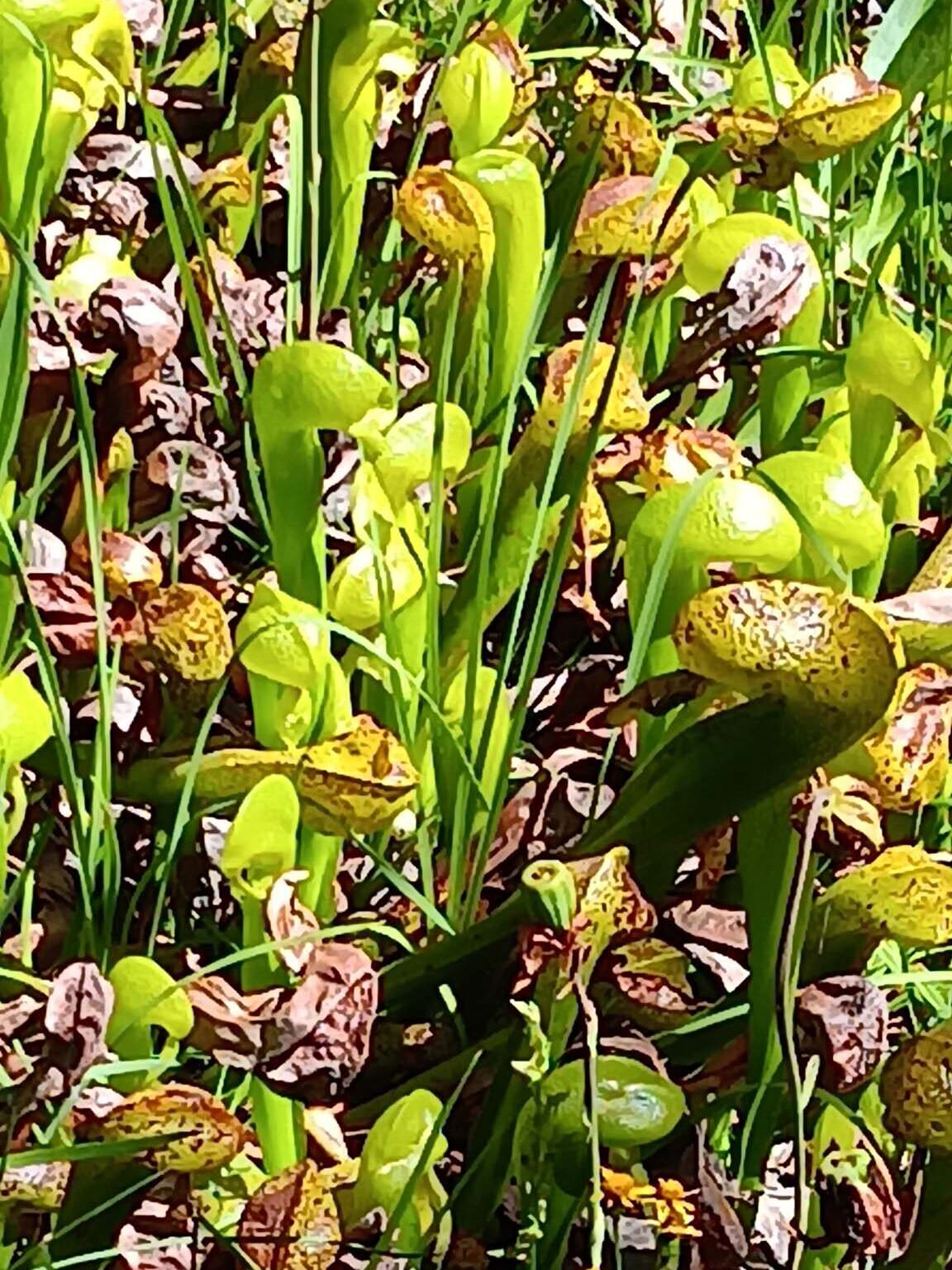 California pitcherplant. B. Robertson. Caldwell Lakes. 7-22-23.