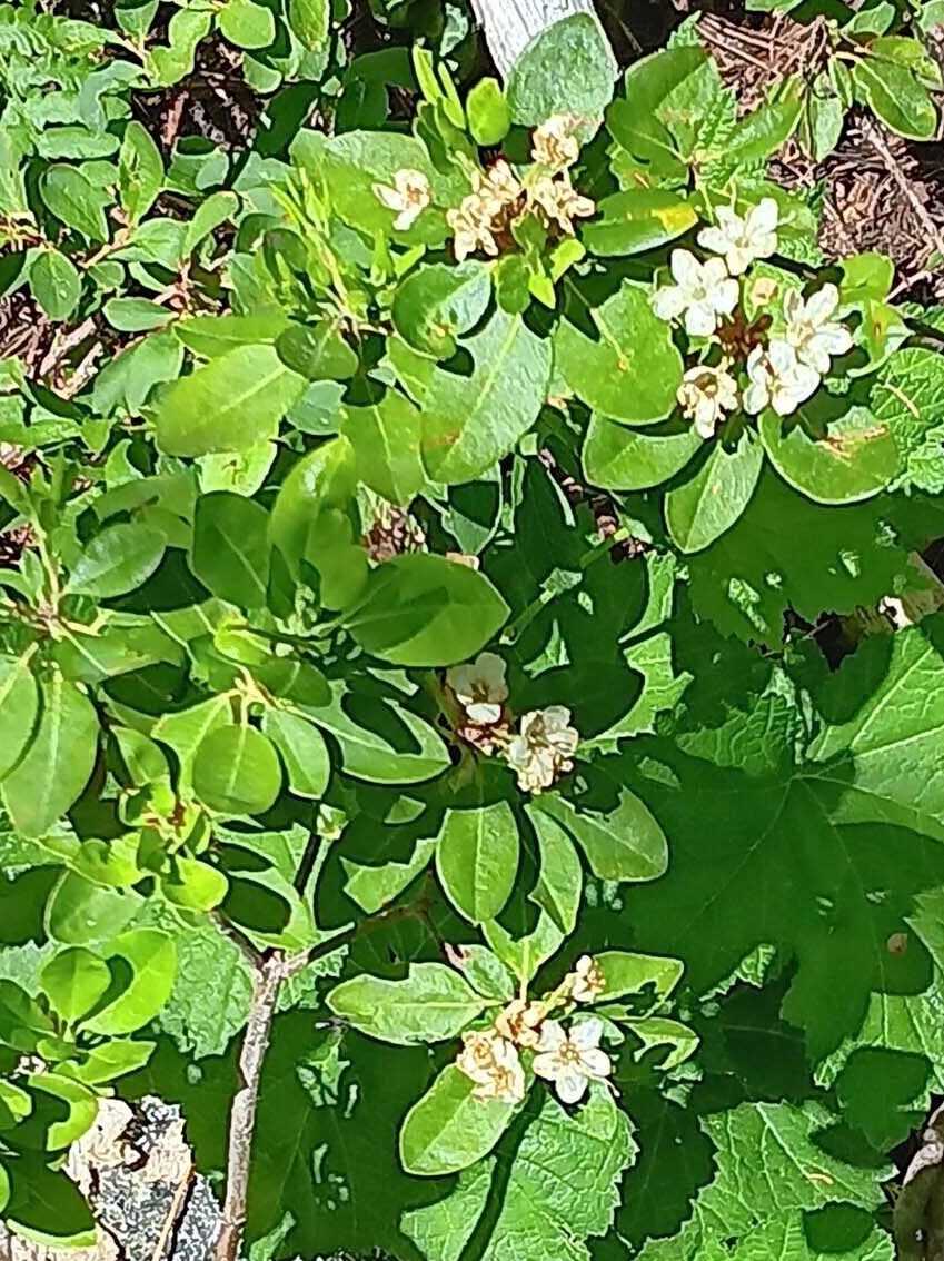 Western Labrador-tea. B. Robertson. Caldwell Lakes. 7-22-23.