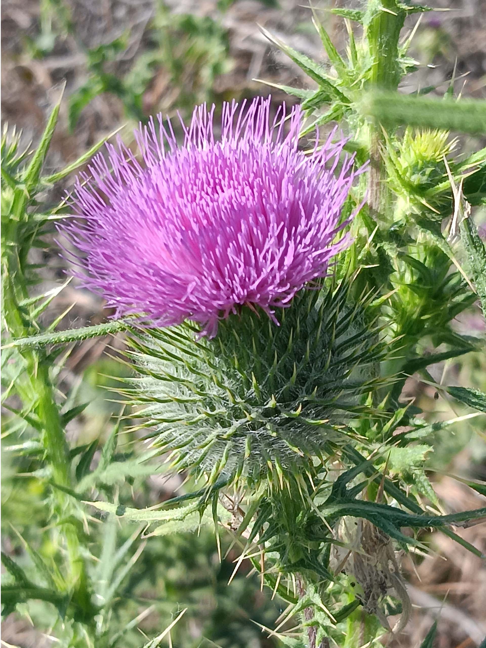 Bull thistle. B. Robertson.