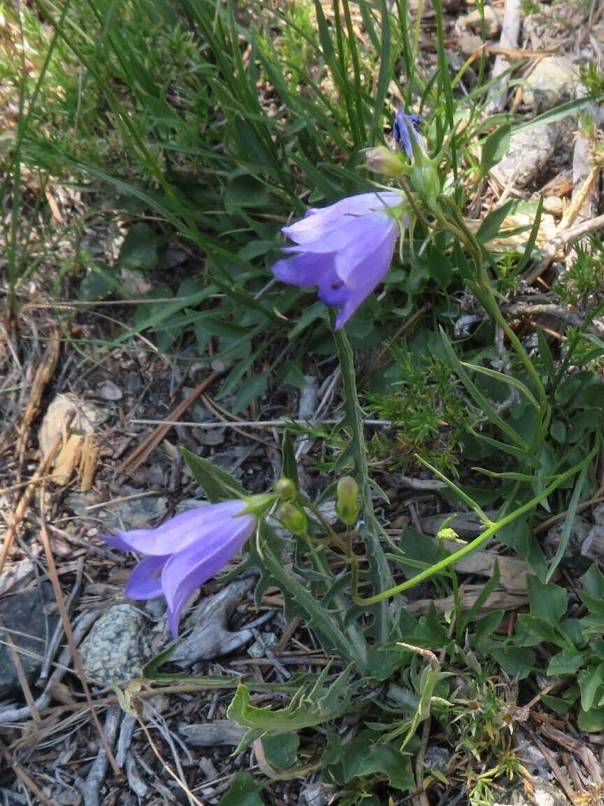 Scotch harebell or bluebell bellflower. D. Ledger. Caldwell Lakes. 7-22-23.