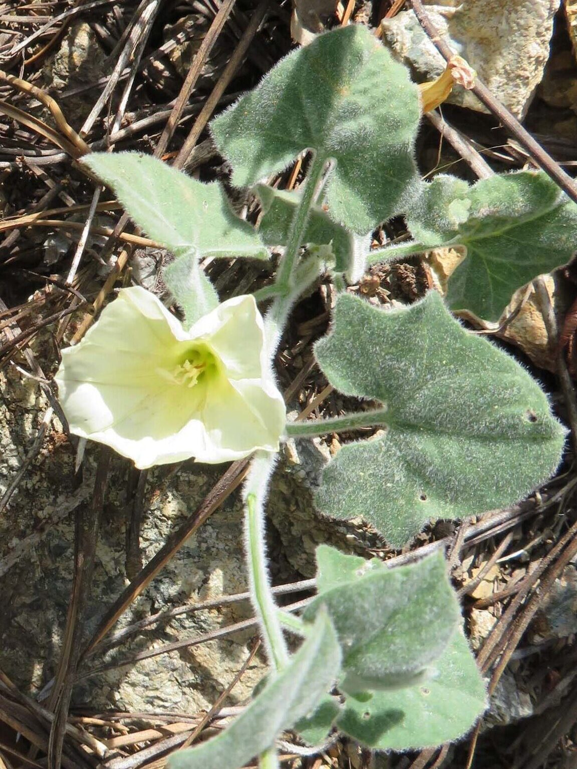 Sierra morning-glory. D. Ledger. Caldwell Lakes. 7-22-23.