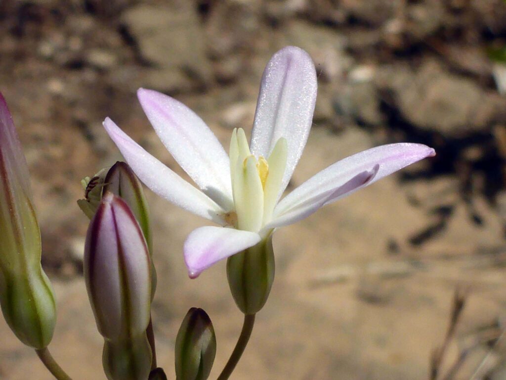 Sulphur Creek brodiaea. D. Burk.